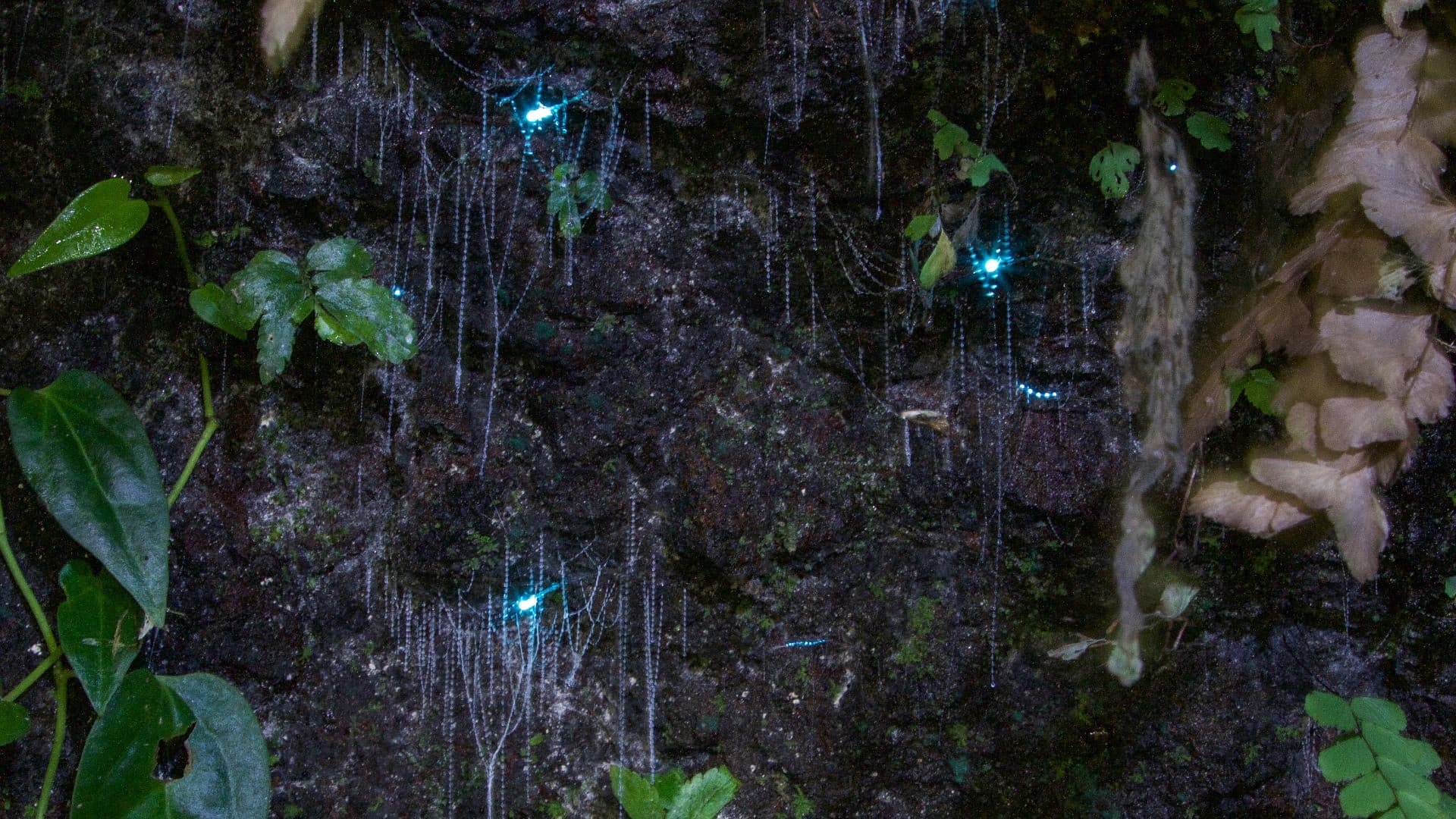 Guided Evening Rainforest Walk and Glow Worms Experience from Gold Coast - تصویر اصلی