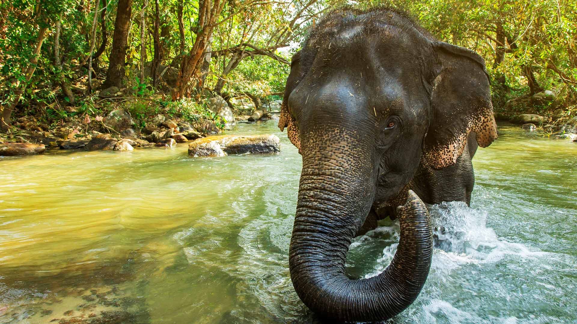 Elephant Jungle Sanctuary Chiang Mai - تصویر 3