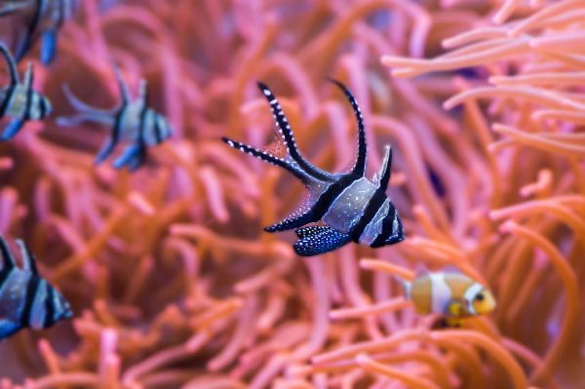 Seville Aquarium Ticket - تصویر 5