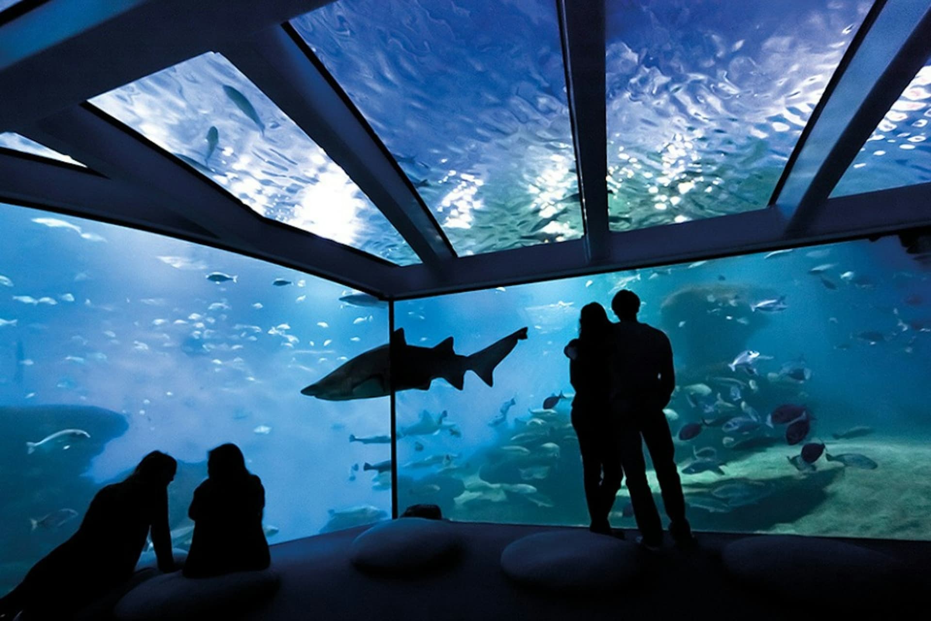 Palma Aquarium: Skip The Line Ticket + Optional 3D Cinema Aquadome - تصویر 7