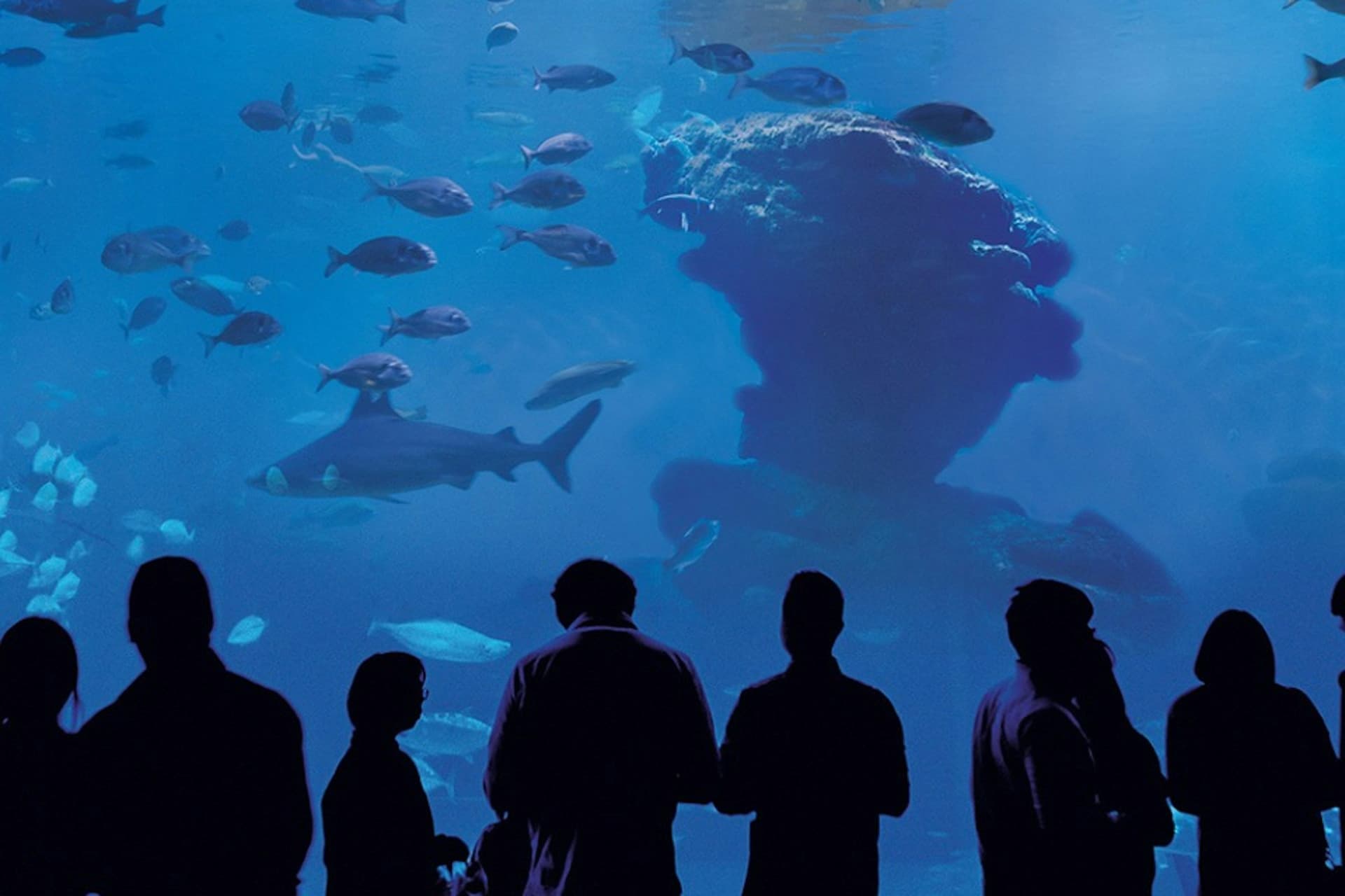 Palma Aquarium: Skip The Line Ticket + Optional 3D Cinema Aquadome - تصویر 6