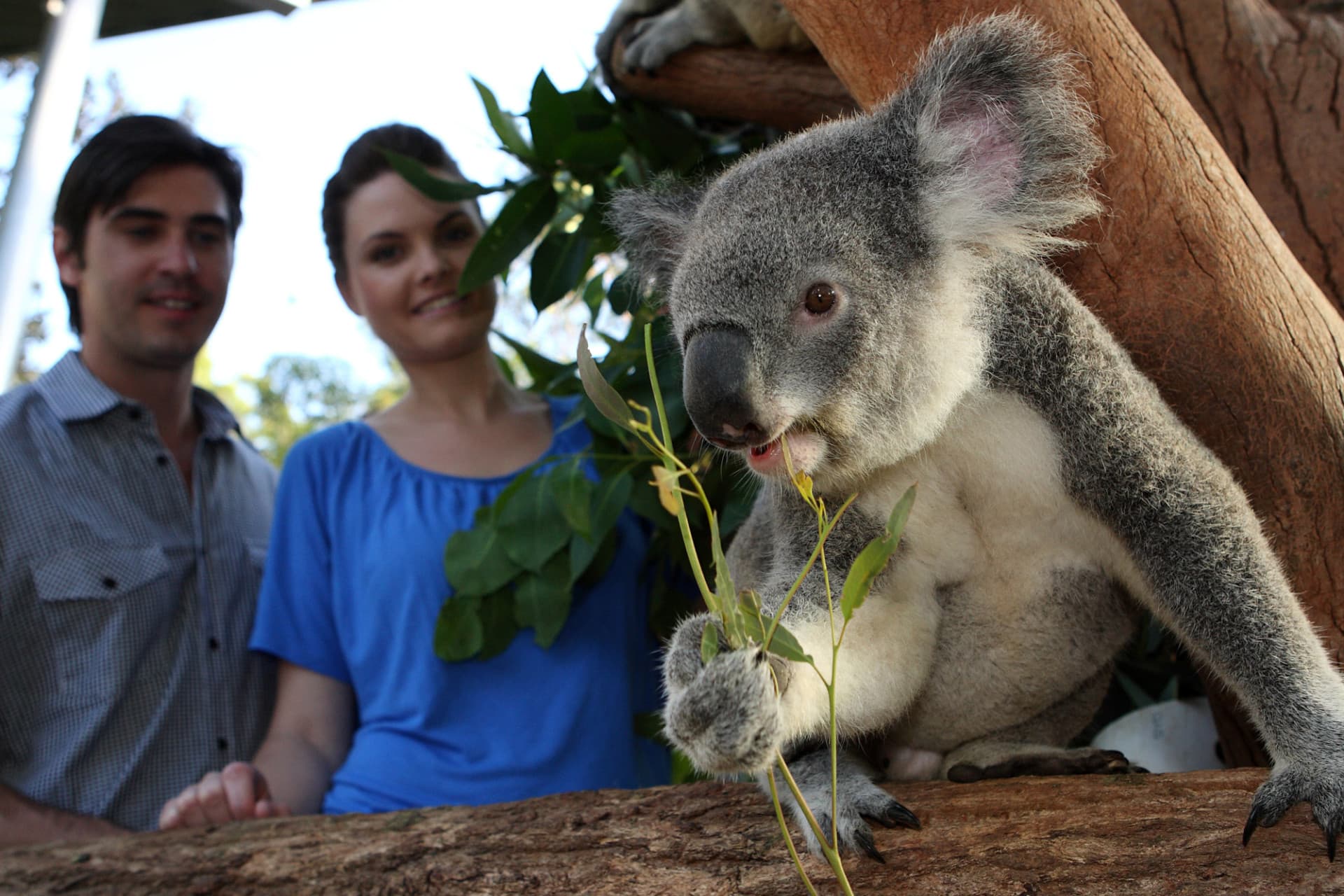 Go City Sydney All-Inclusive Pass: Save up to 50% on Attractions - تصویر 10