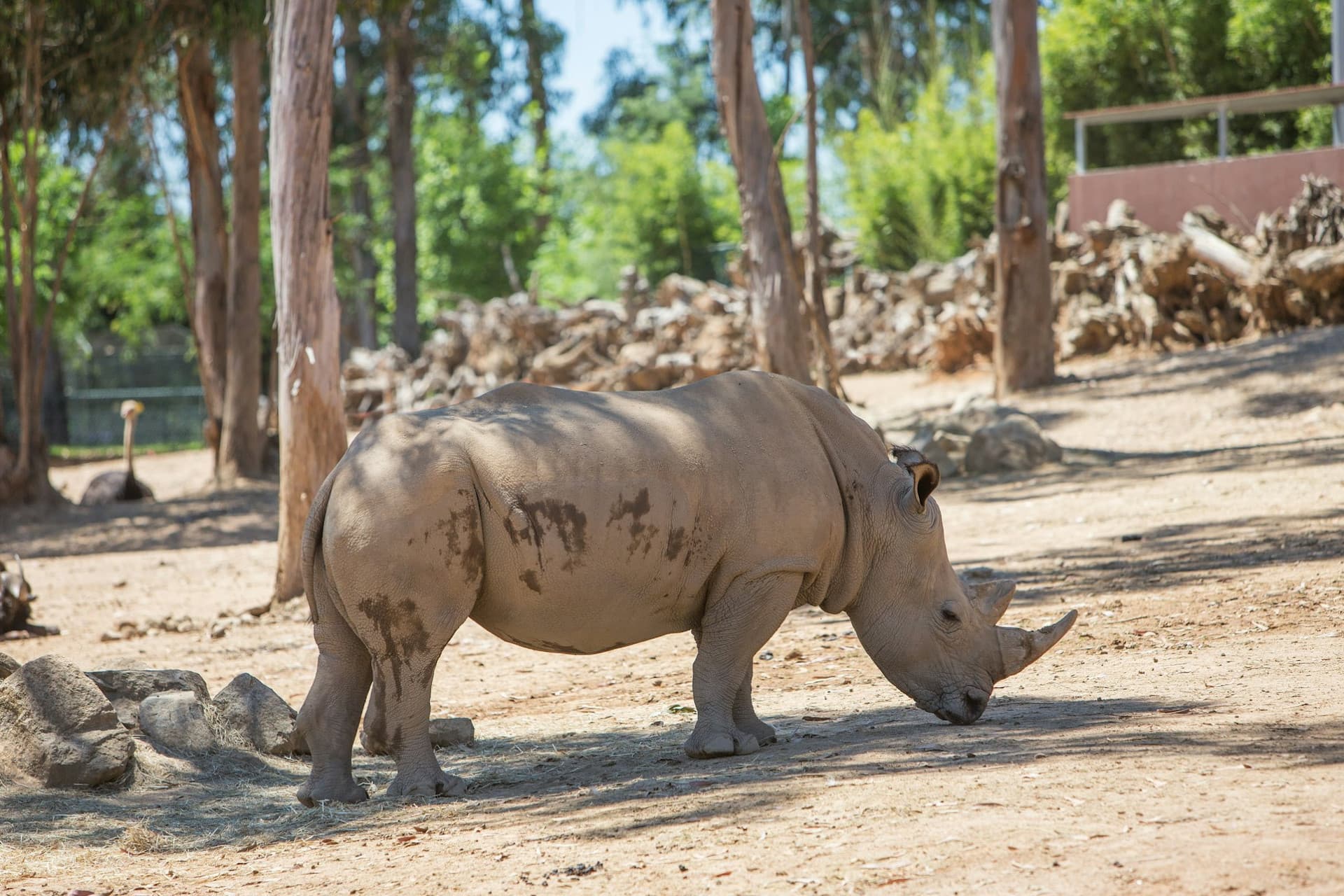 Zoo Santo Inácio Ticket - تصویر 2