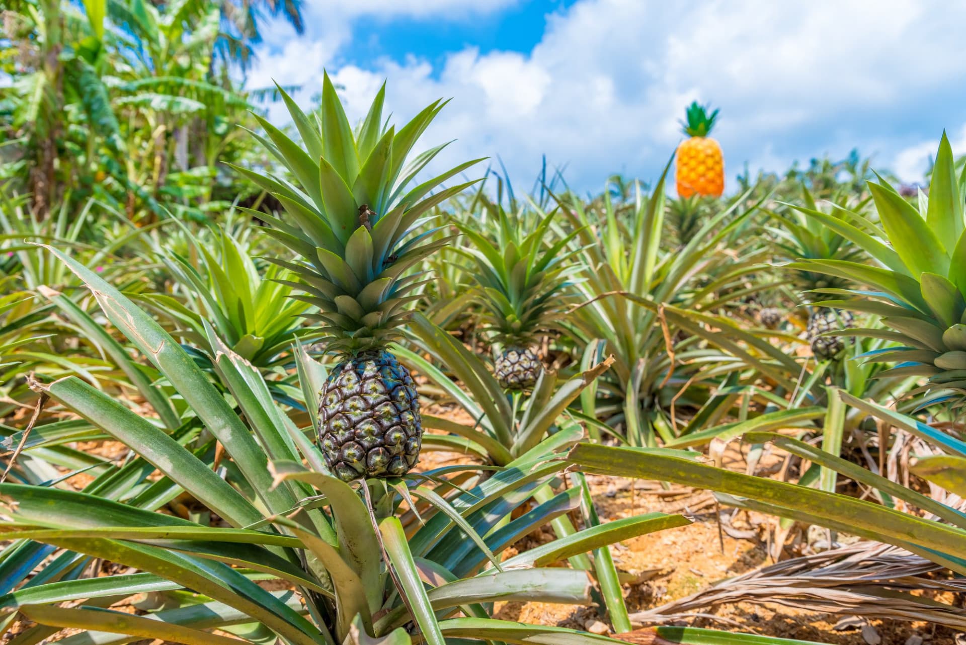 Okinawa Nago Pineapple Park - تصویر 11