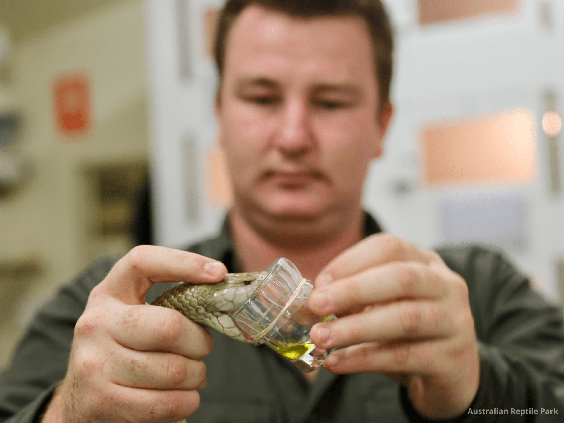Australian Reptile Park - تصویر 36