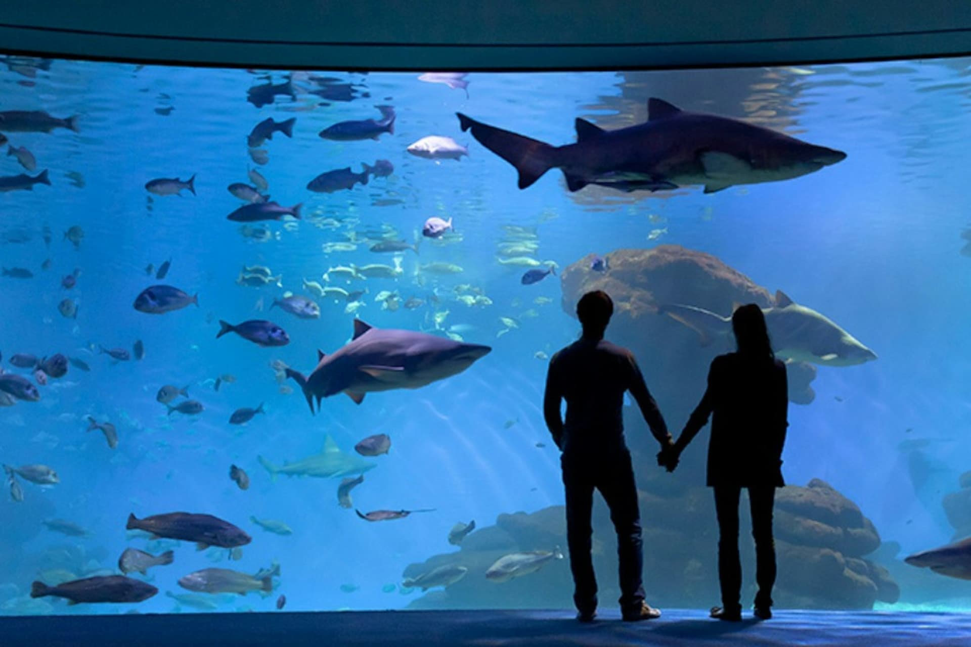 Palma Aquarium: Skip The Line Ticket + Optional 3D Cinema Aquadome - تصویر اصلی