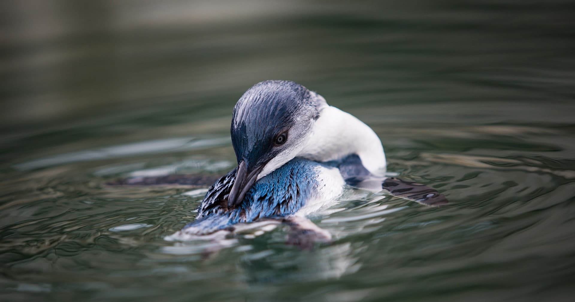 Monarch Wildlife Cruise and Peninsula Encounter Tour - تصویر 11