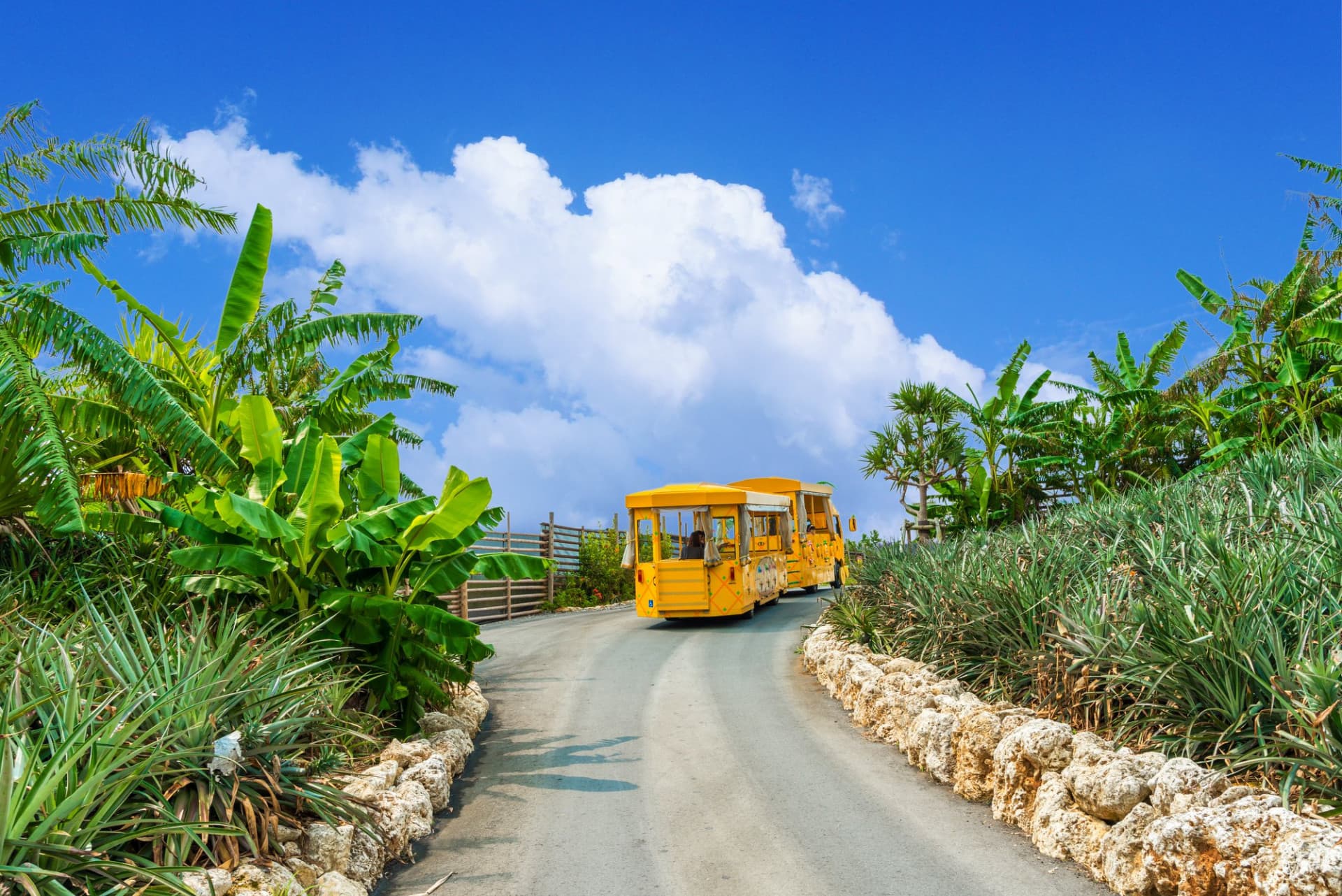 Okinawa Nago Pineapple Park - تصویر 7