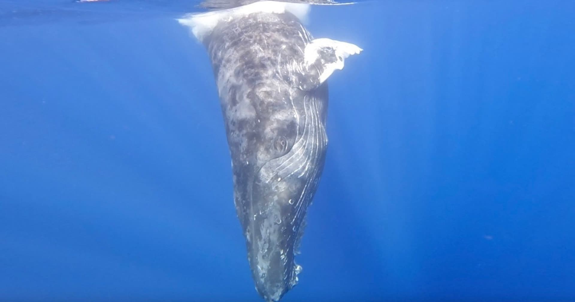 Waikiki Private Whale Watching Cruise - تصویر 4