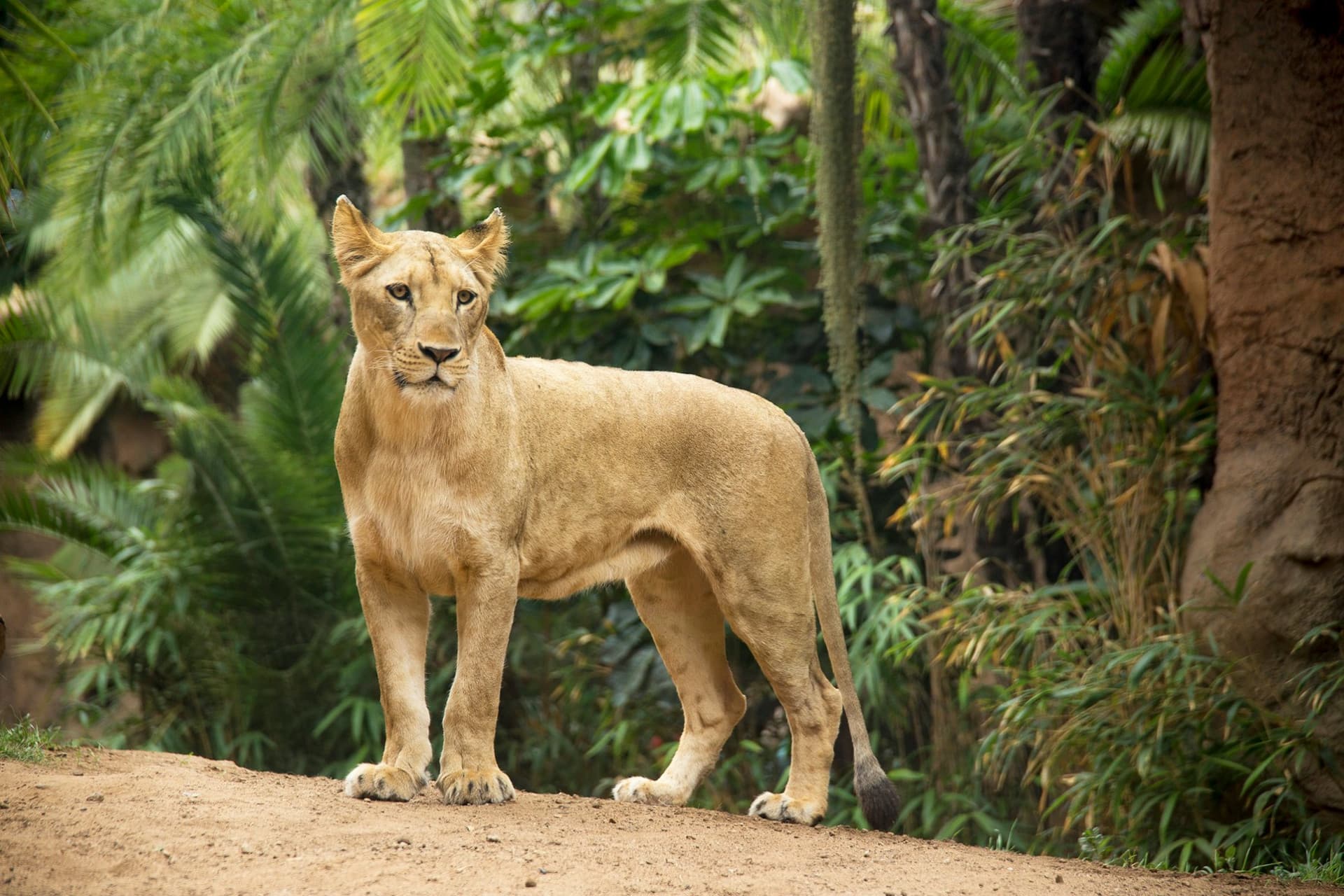 Loro Parque Ticket - تصویر 11