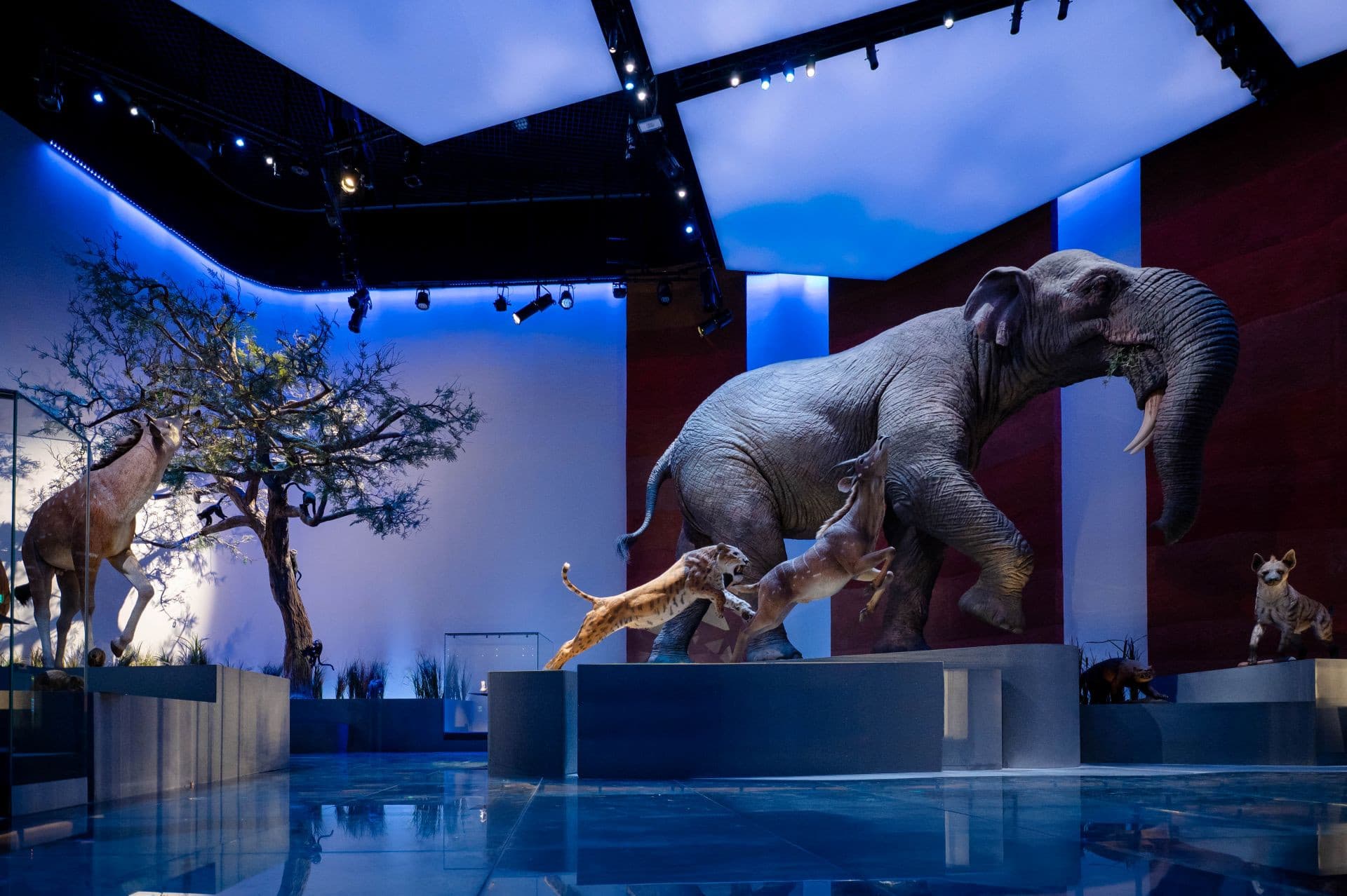 Natural History Museum Abu Dhabi Ticket - تصویر 4