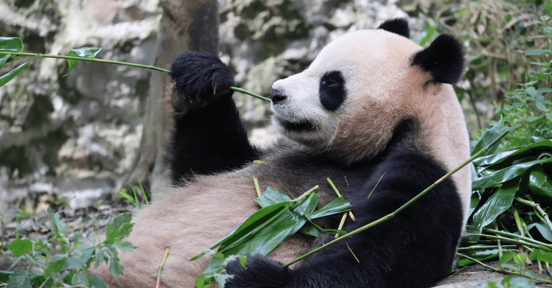 Ocean Park Hong Kong Ticket - تصویر 10