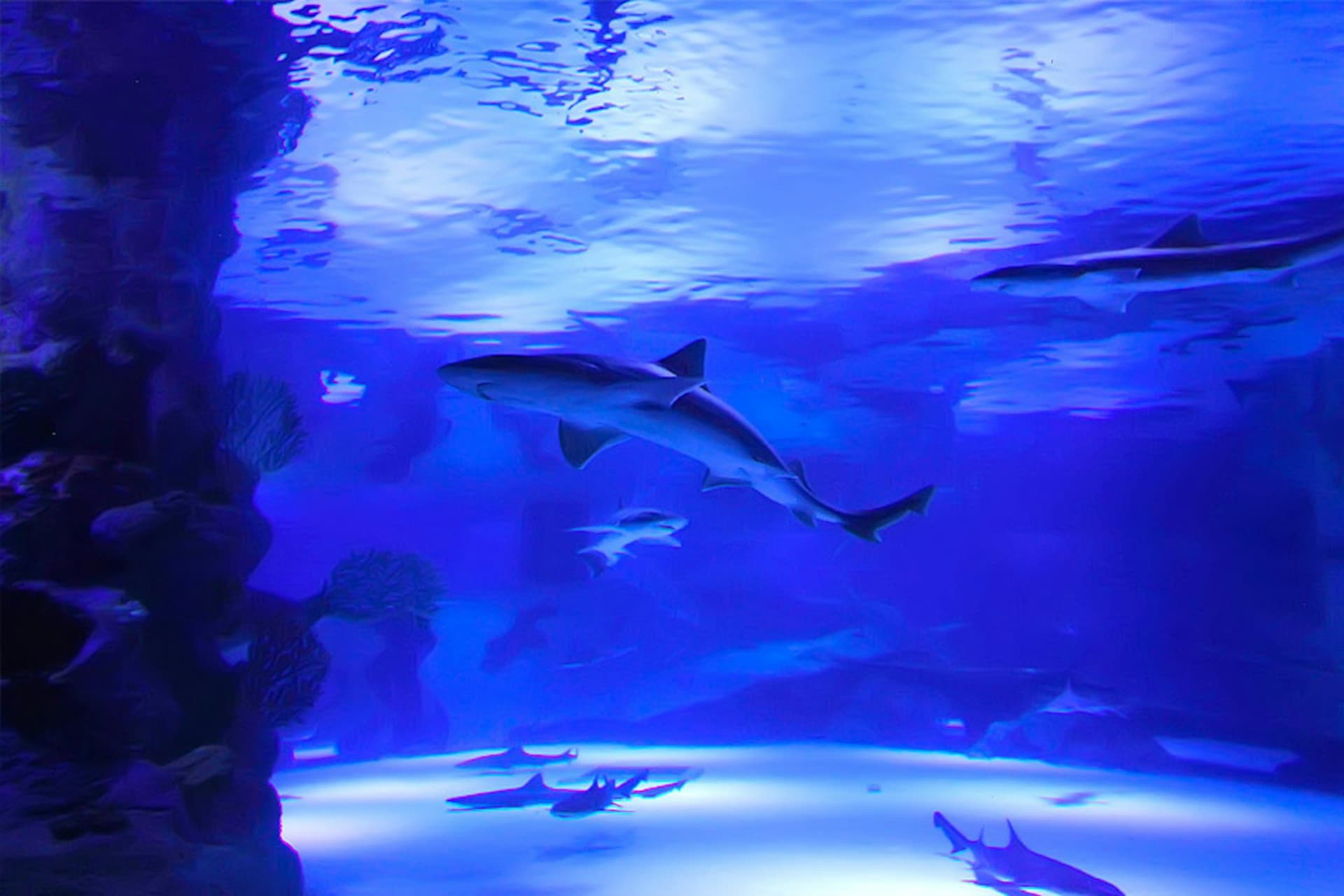 Antalya Aquarium and Face 2 Face Wax Museum Ticket - تصویر اصلی