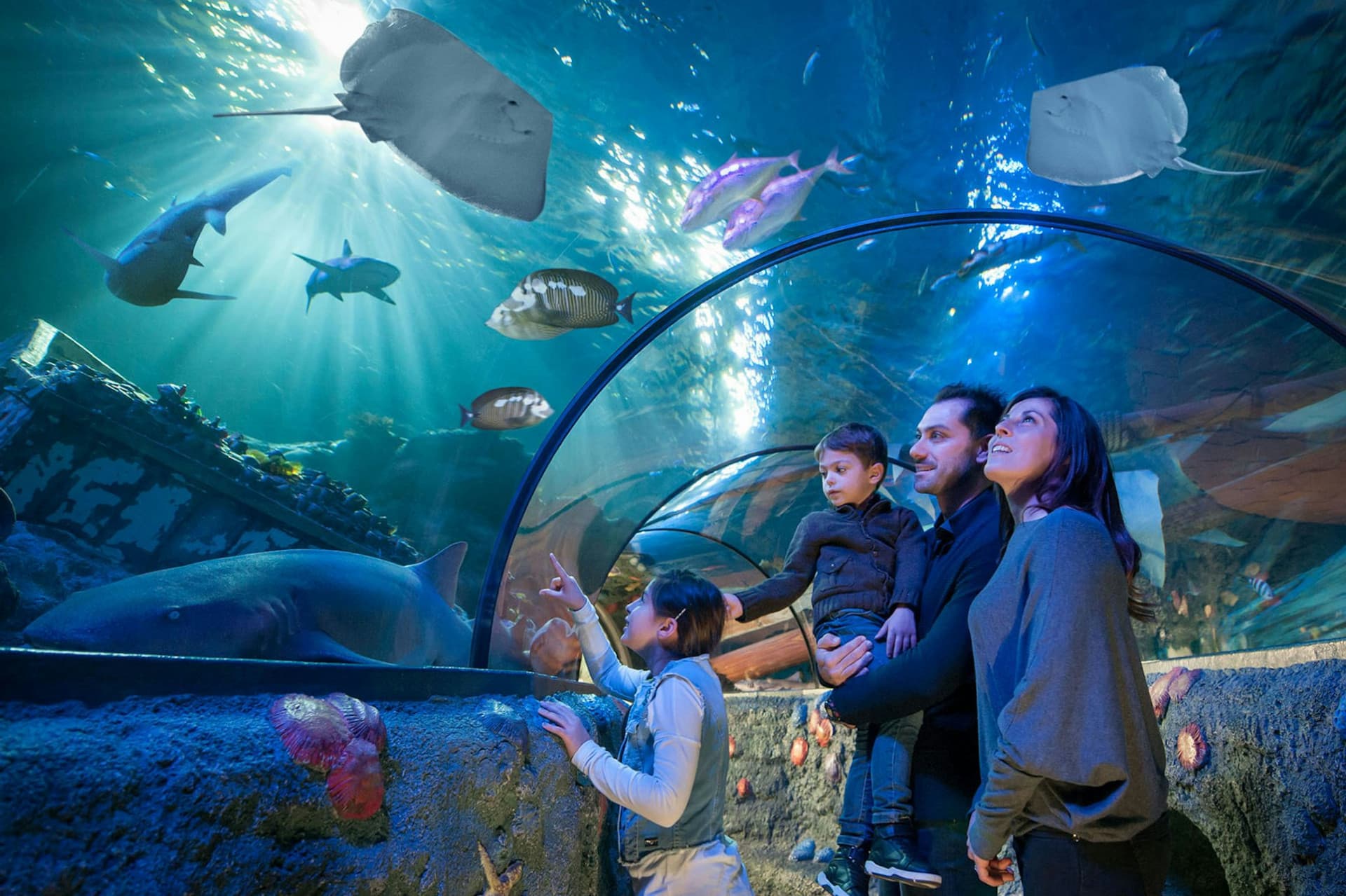 Gardaland SEA LIFE Aquarium Ticket - تصویر اصلی