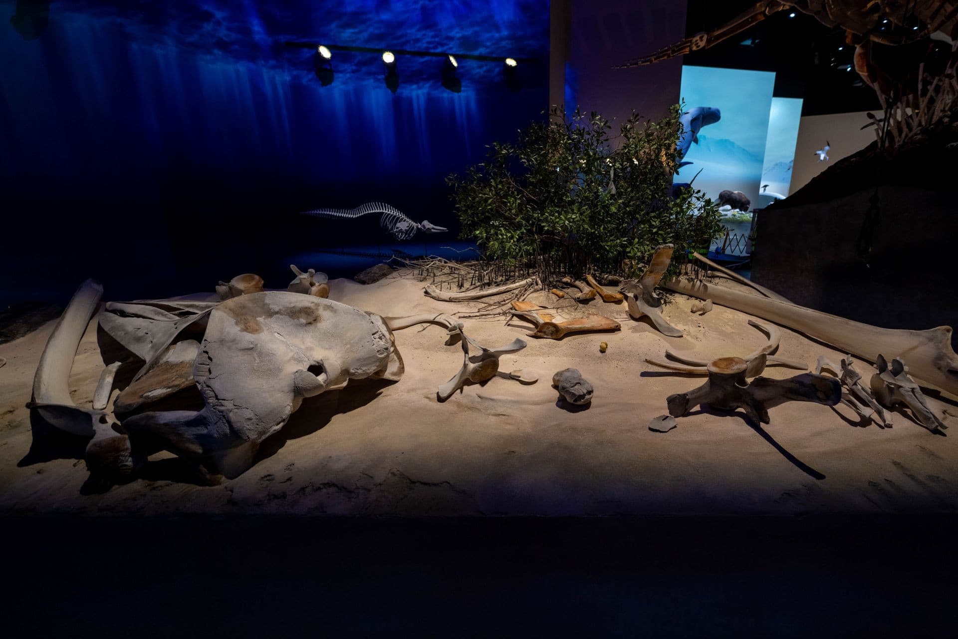 Natural History Museum Abu Dhabi Ticket - تصویر 5