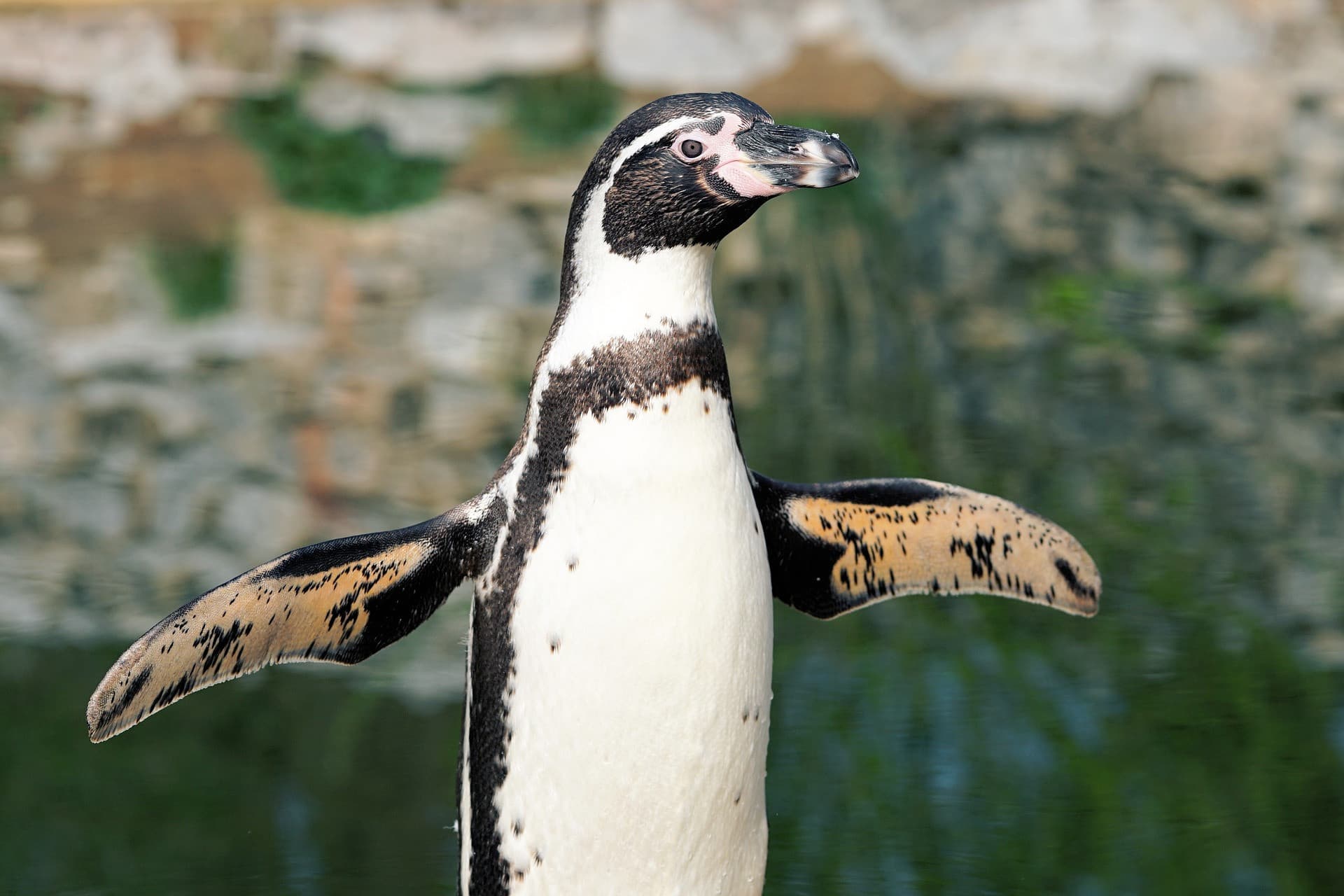 Phillip Island Nature Parks - Penguin Parade Ticket - تصویر 3