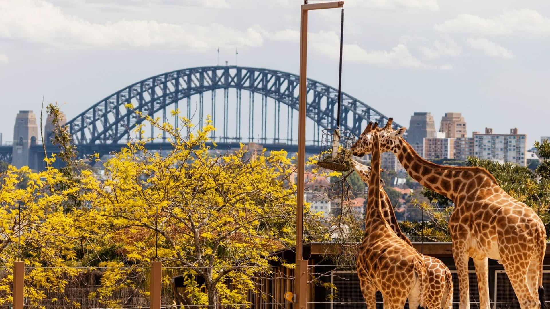 Taronga Zoo Ticket with Optional Round Trip Ferry - تصویر 11