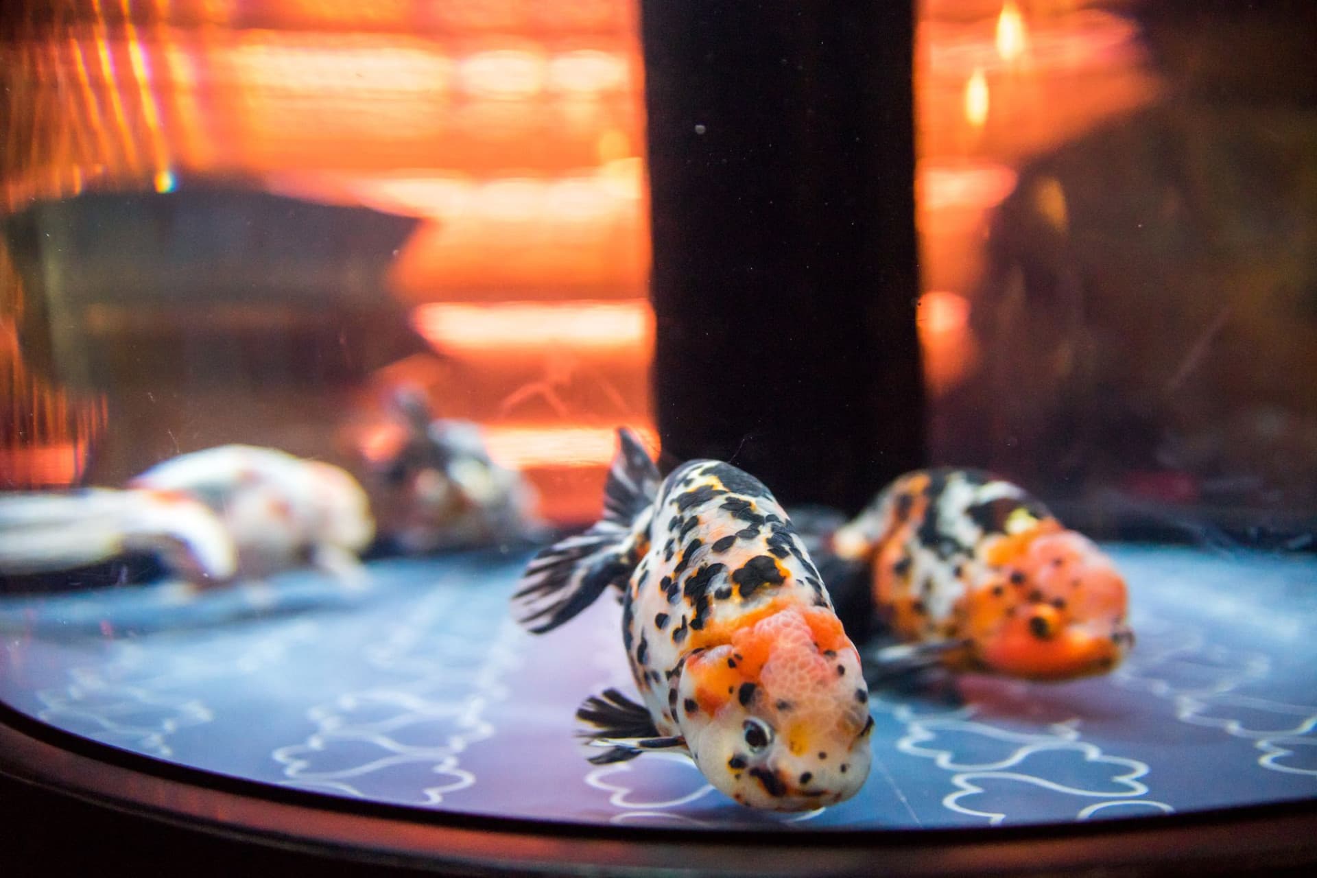 Sumida Aquarium Ticket - تصویر 2