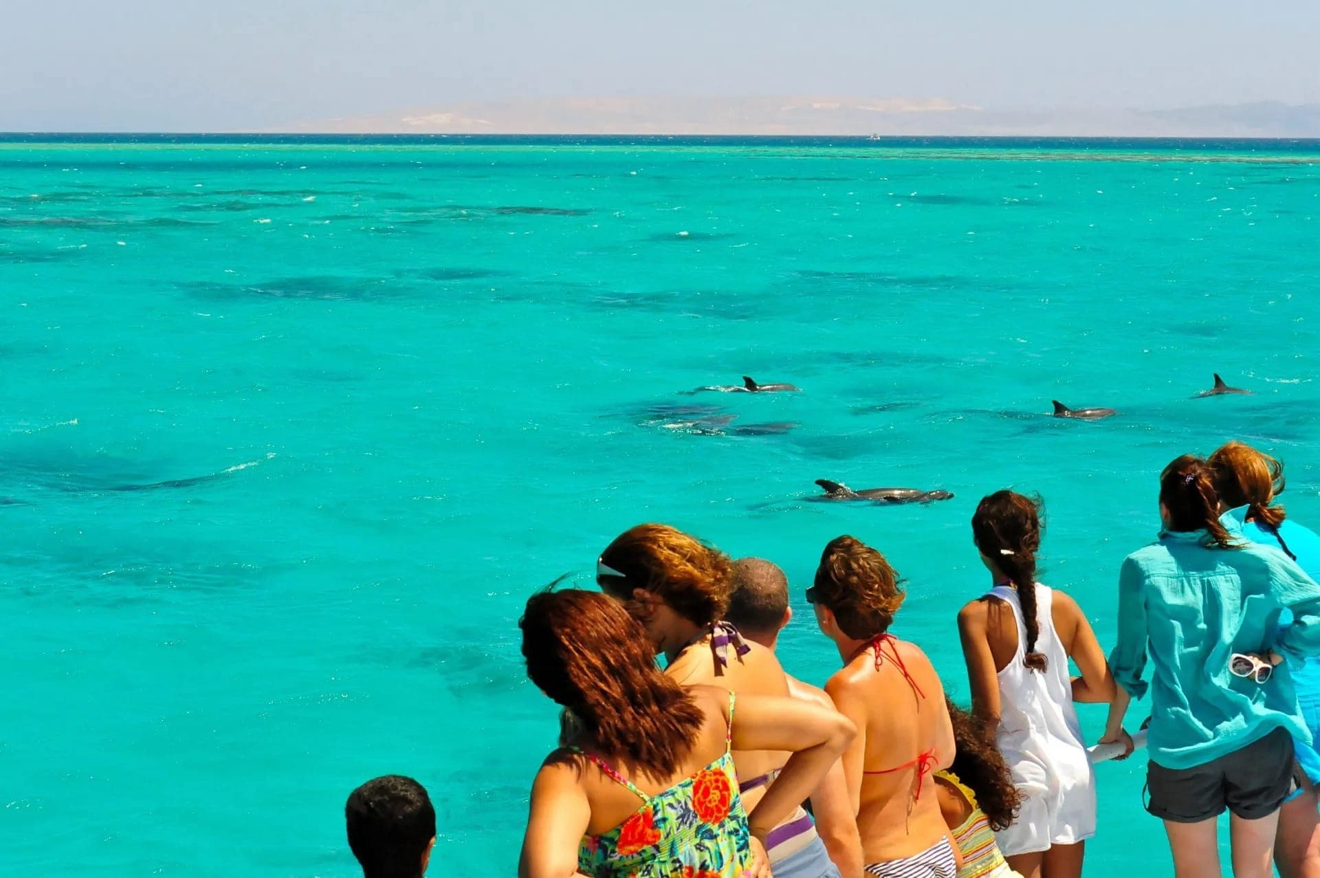 Key West: Dolphin Watching Cruise + Snorkeling + Drinks - تصویر 6