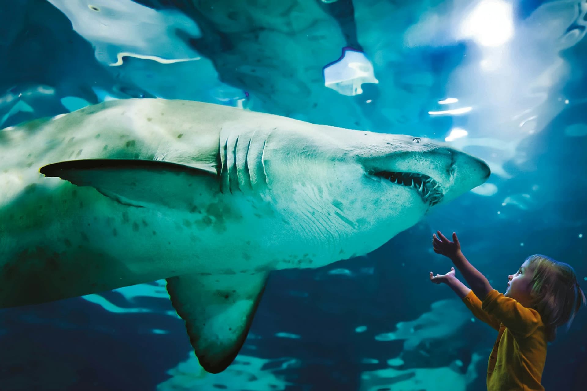 Aquarium of Cattolica Ticket - تصویر 4