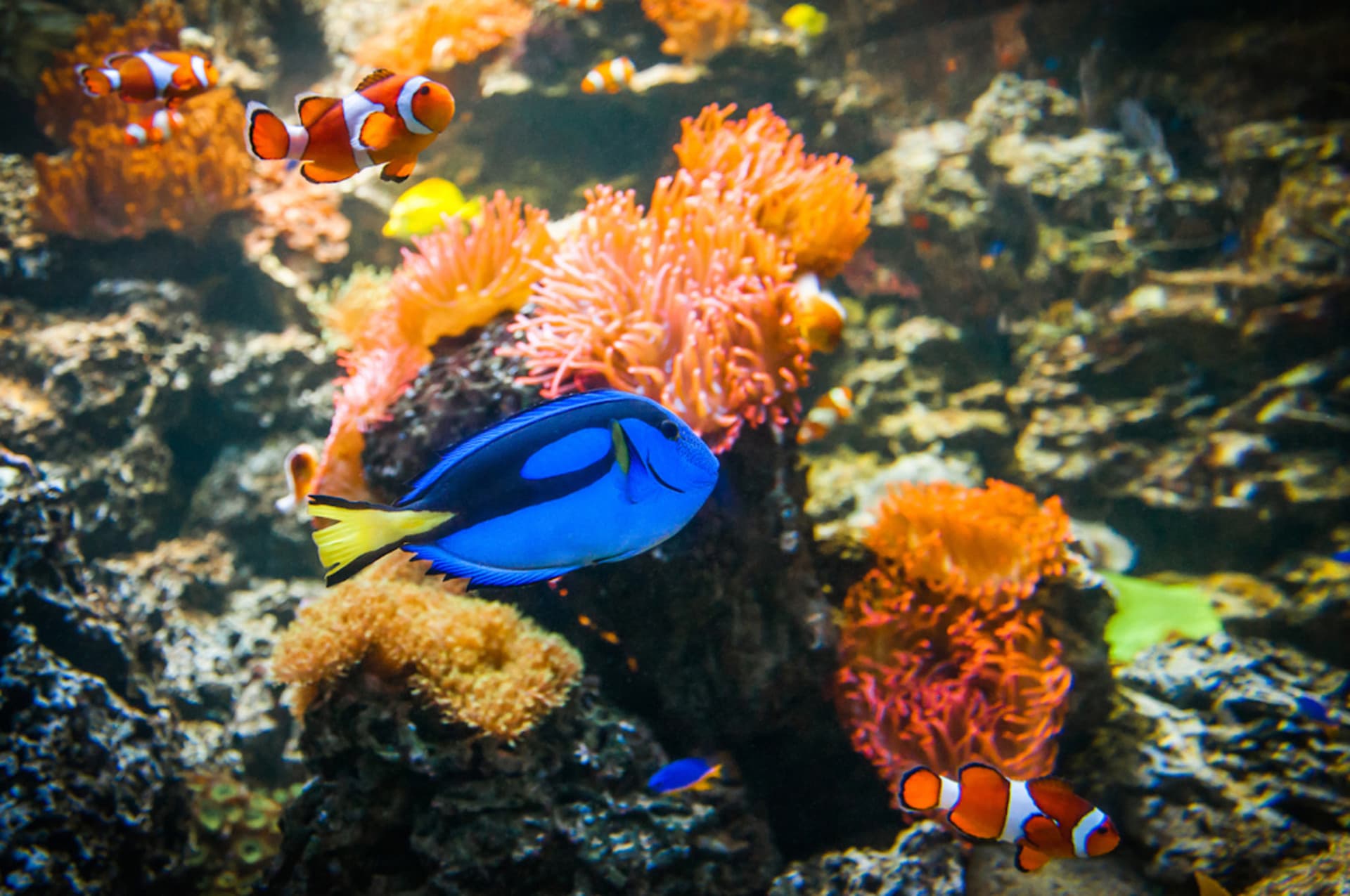 COMBO: Melbourne Skydeck + SEA LIFE Melbourne Aquarium Tickets - تصویر 10