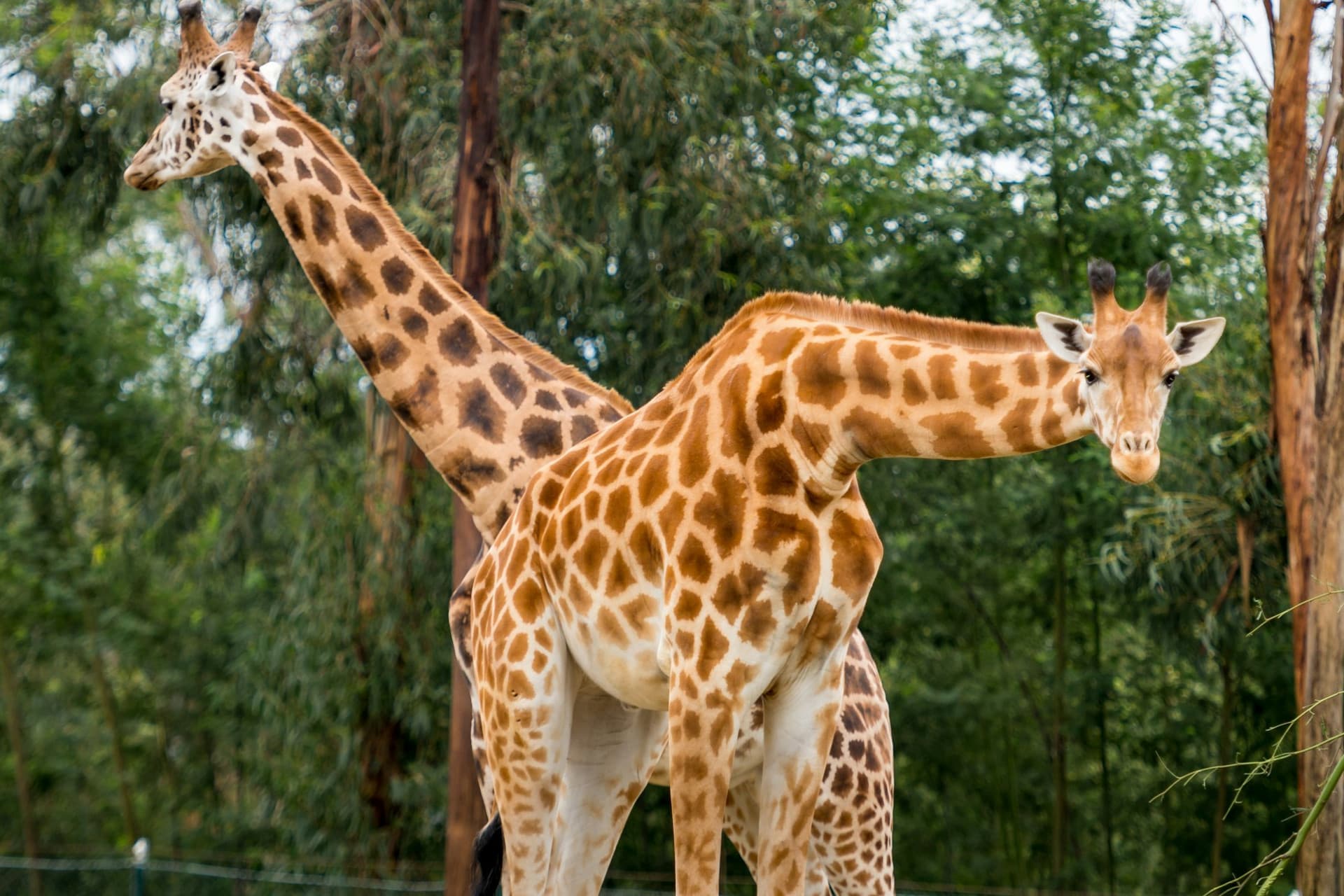 Zoo Santo Inácio Ticket - تصویر 3