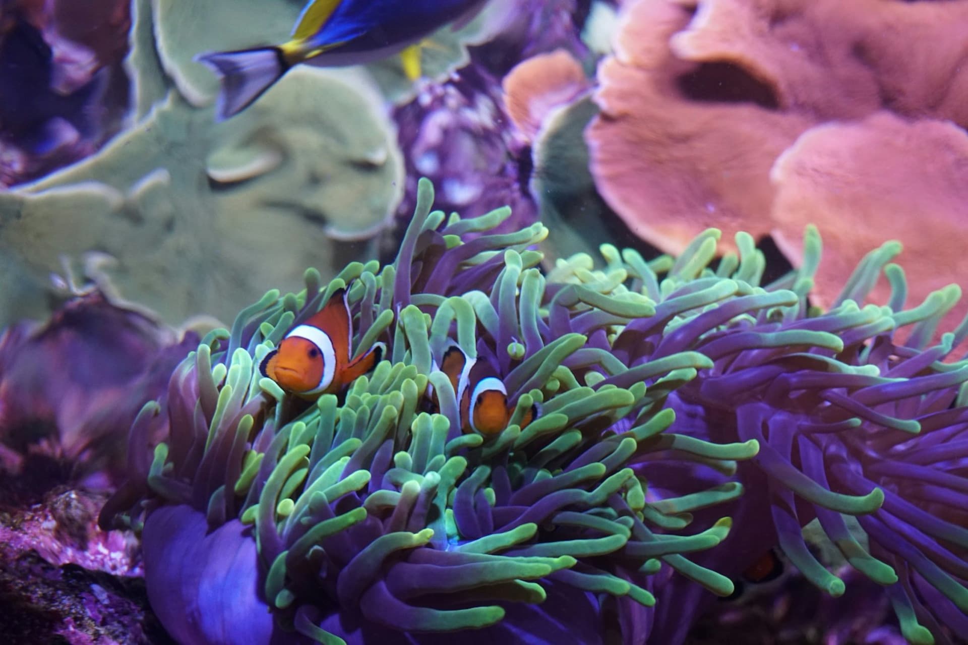 Seville Aquarium Ticket - تصویر 3