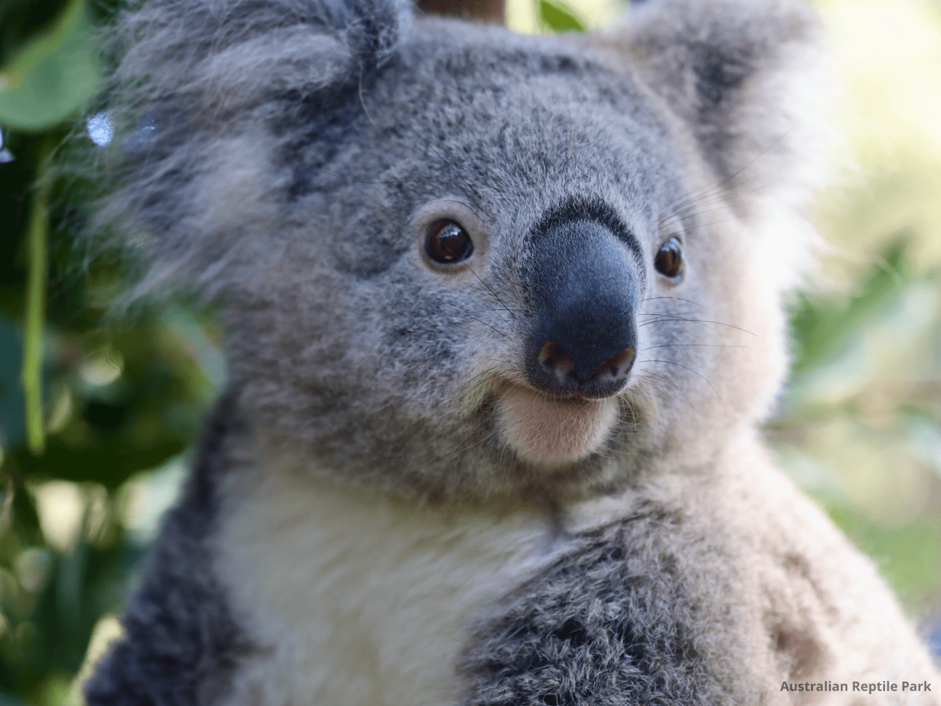 Australian Reptile Park - تصویر 18