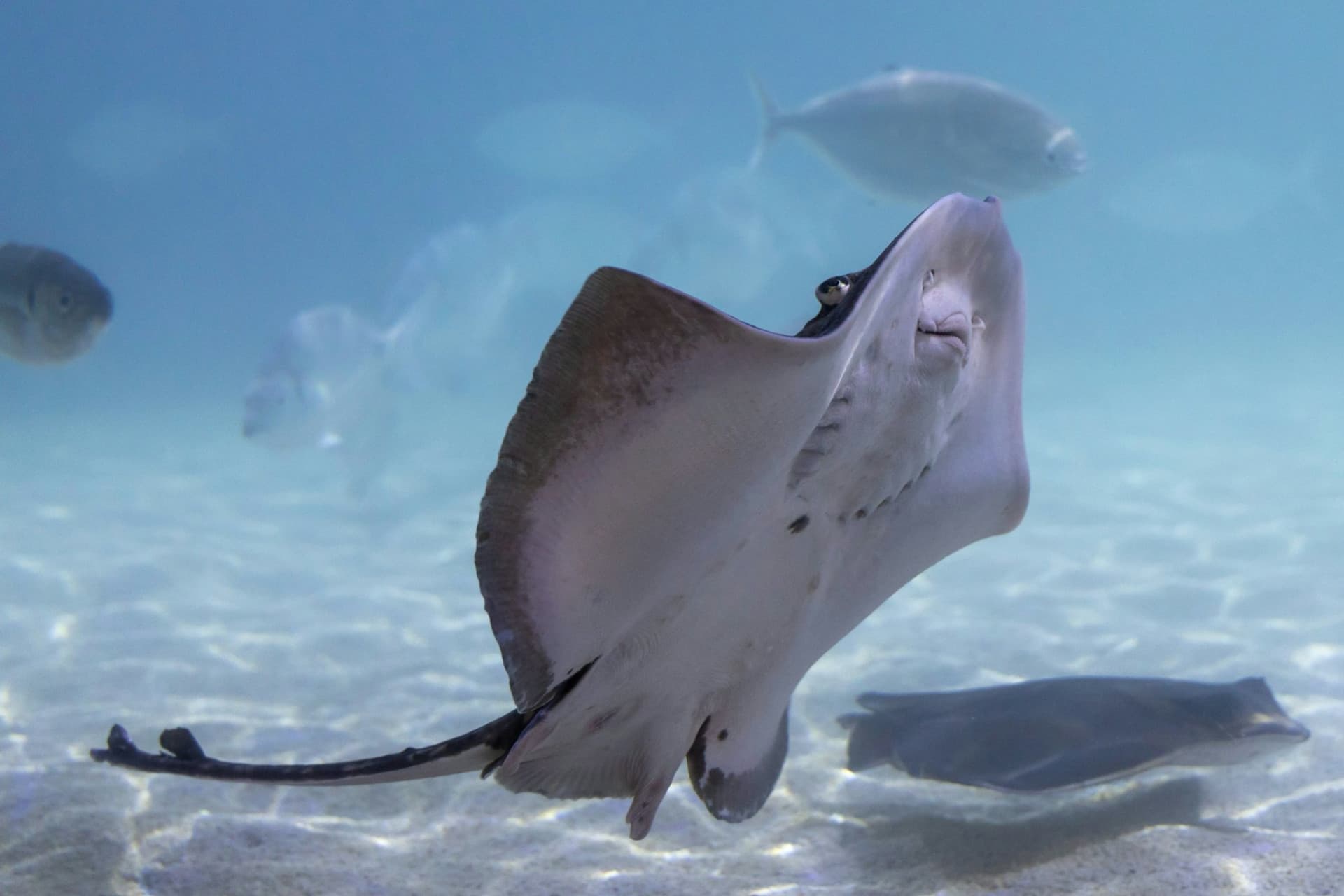 SEA LIFE Benalmádena Ticket - تصویر 6