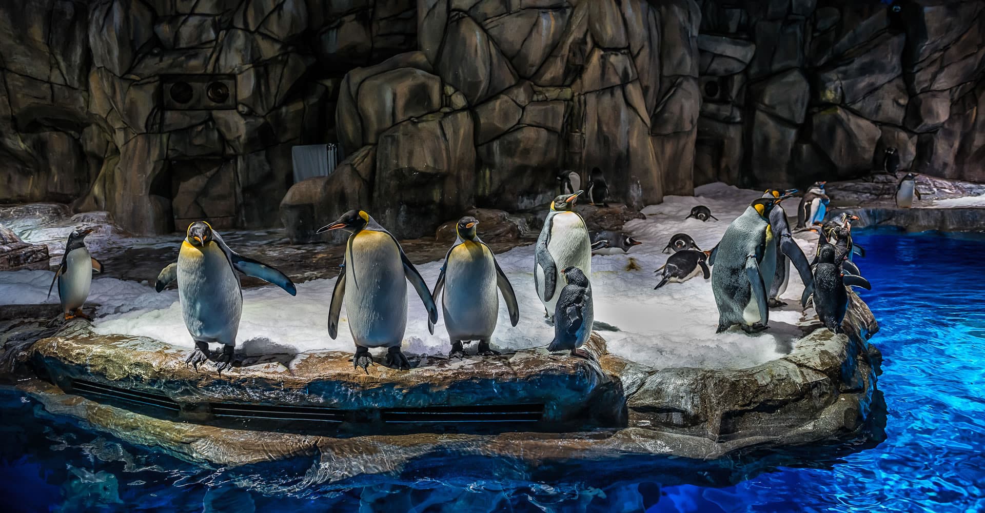 Ocean Park Hong Kong Ticket - تصویر 12