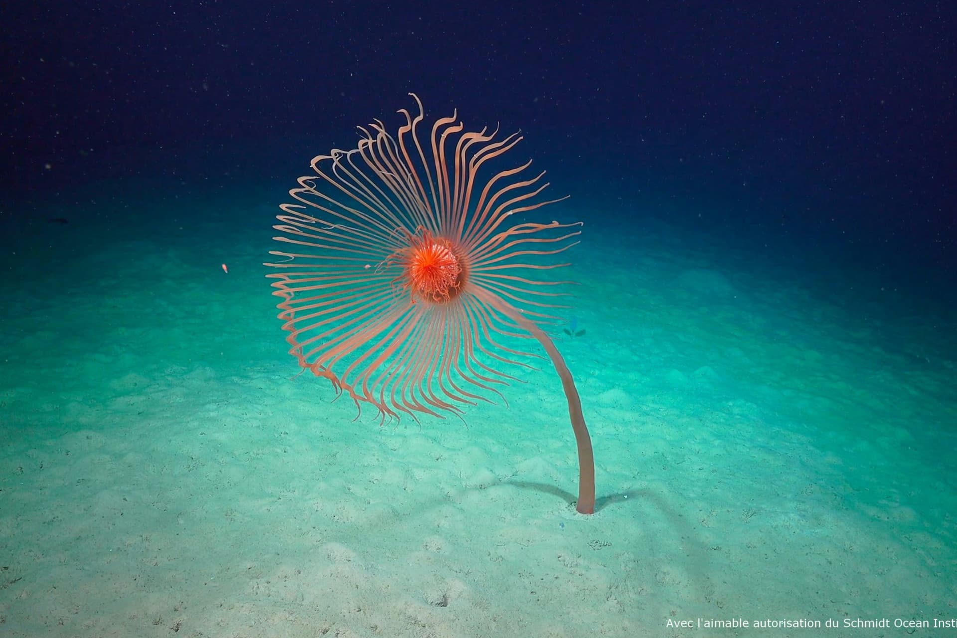Nausicaa: Skip The Line Ticket - تصویر 20