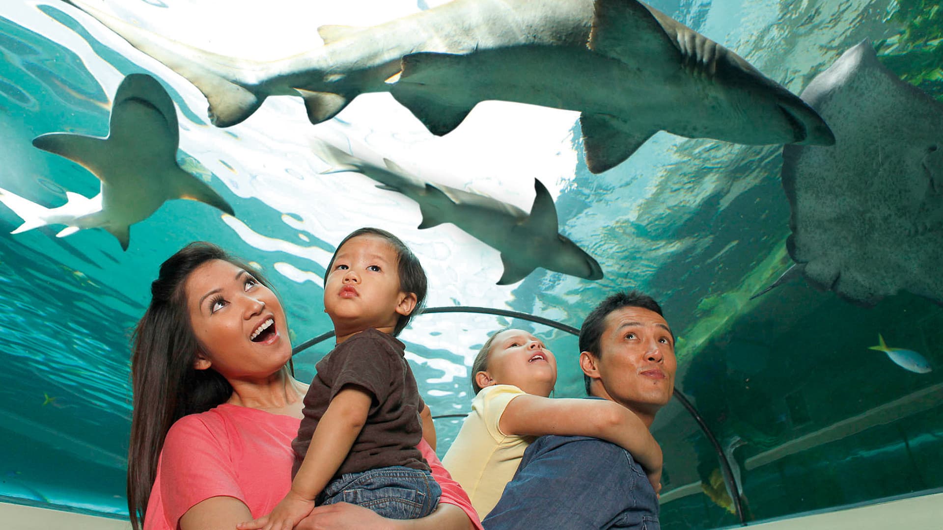 SEA LIFE New Jersey Aquarium Ticket - تصویر 4