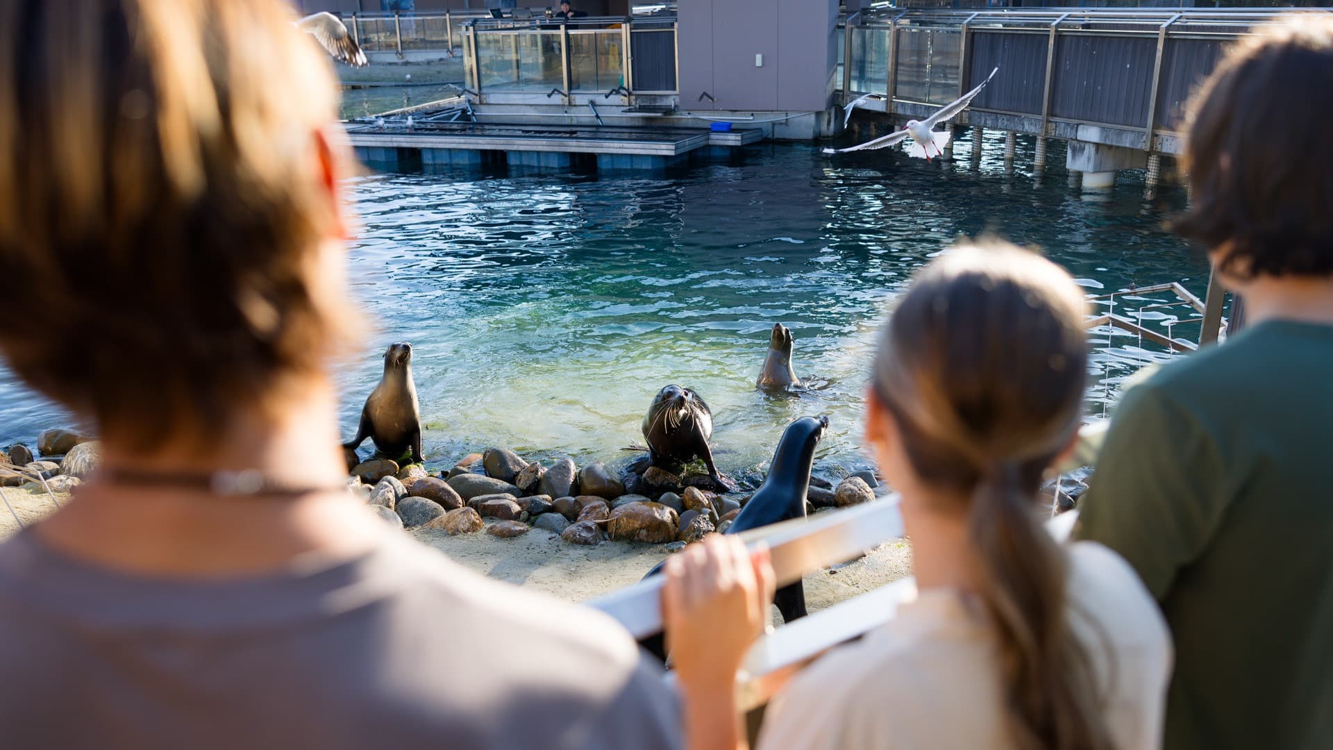 Sea World Gold Coast Ticket - تصویر 12