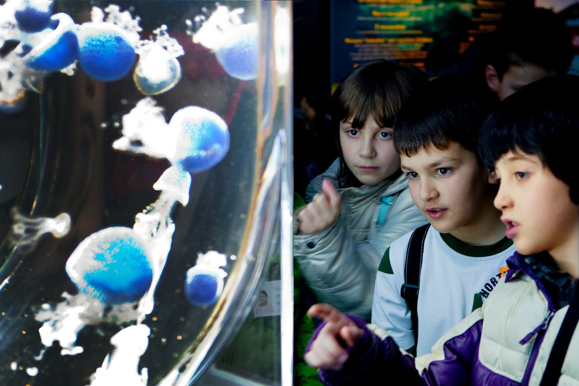Gardaland SEA LIFE Aquarium Ticket - تصویر 10