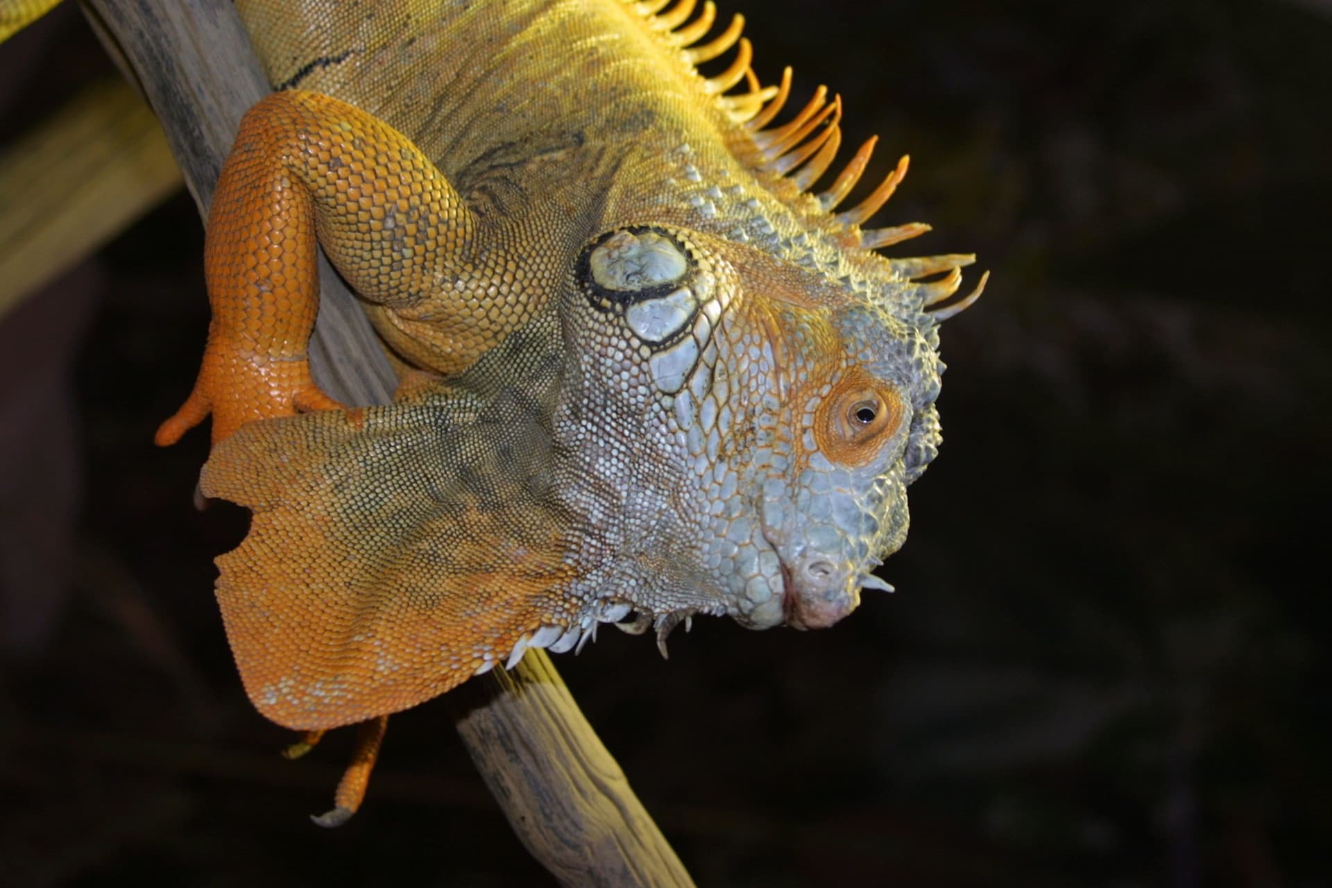 Alligator Bay Ticket - تصویر 6
