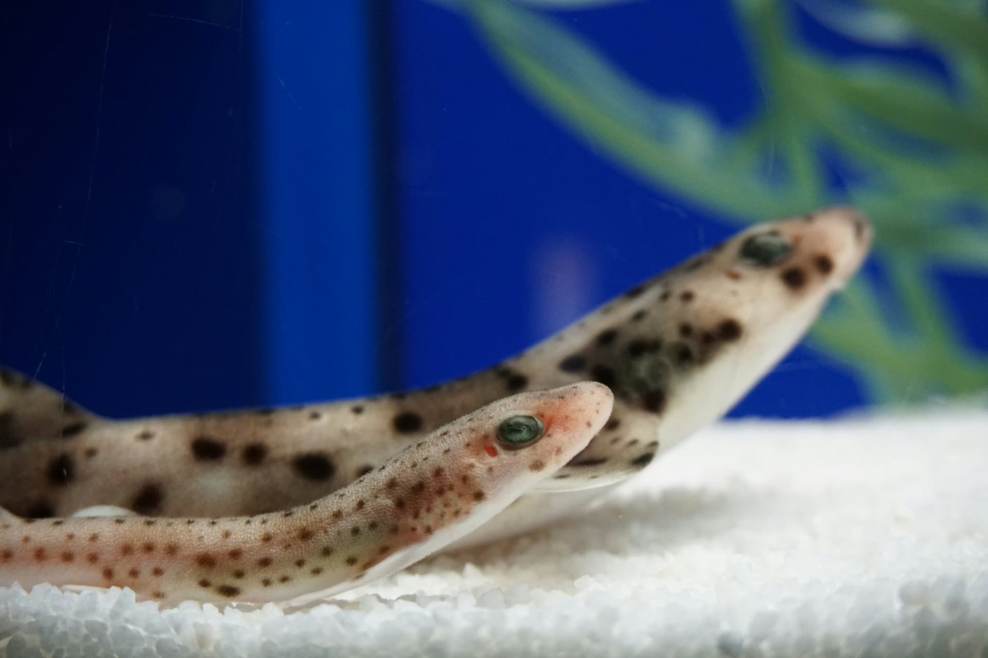 Seville Aquarium Ticket - تصویر 11