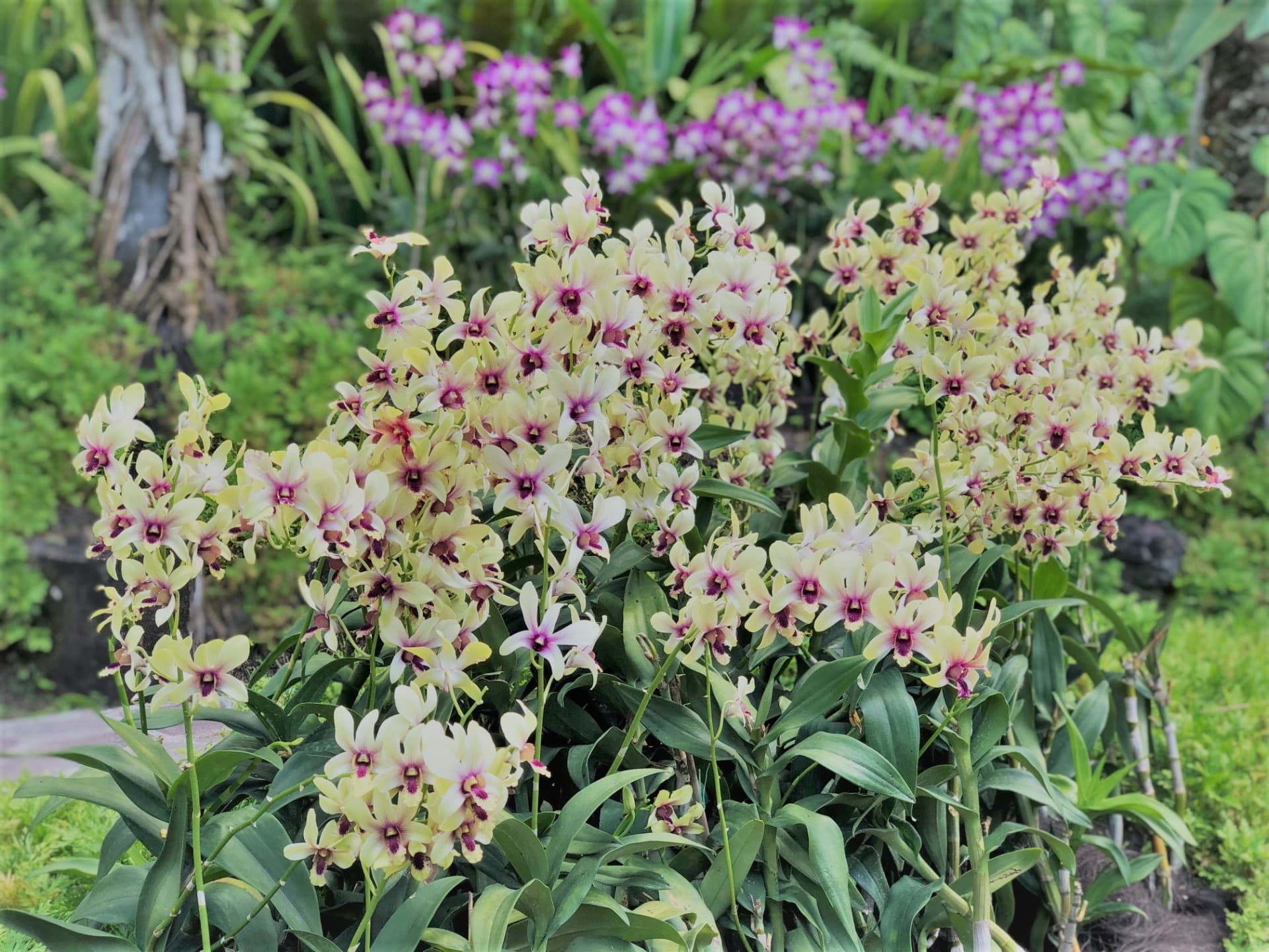 National Orchid Garden Ticket - تصویر 11