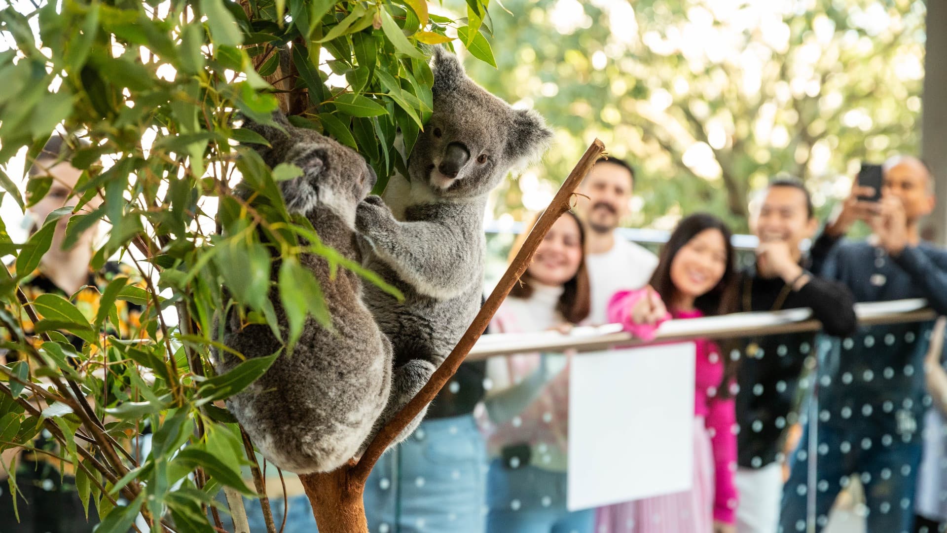 Breakfast with the Koalas at WILD LIFE SYDNEY - تصویر 2
