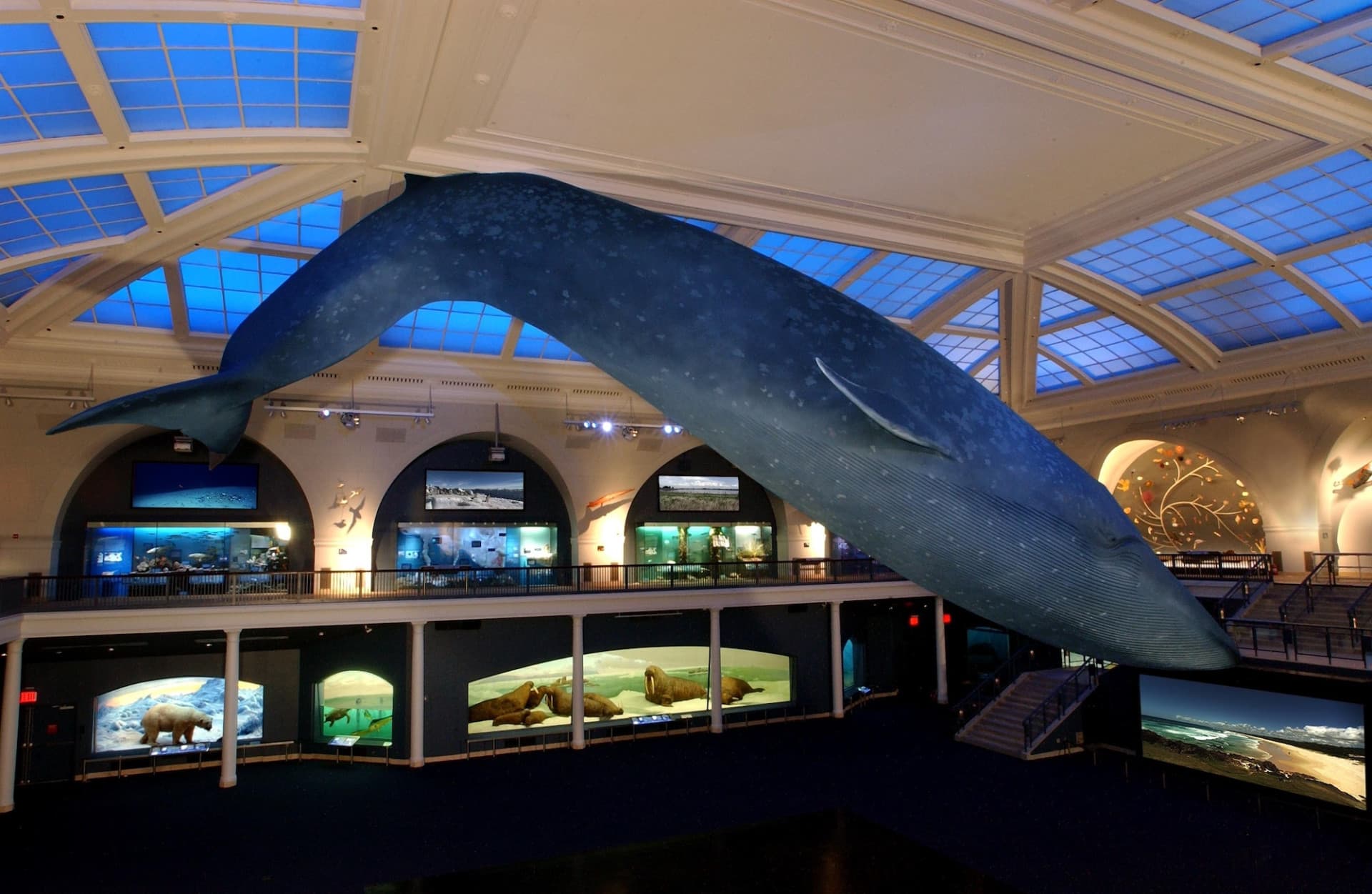 COMBO: American Museum of Natural History + The Museum of Modern Art (MoMA) Tickets - تصویر اصلی