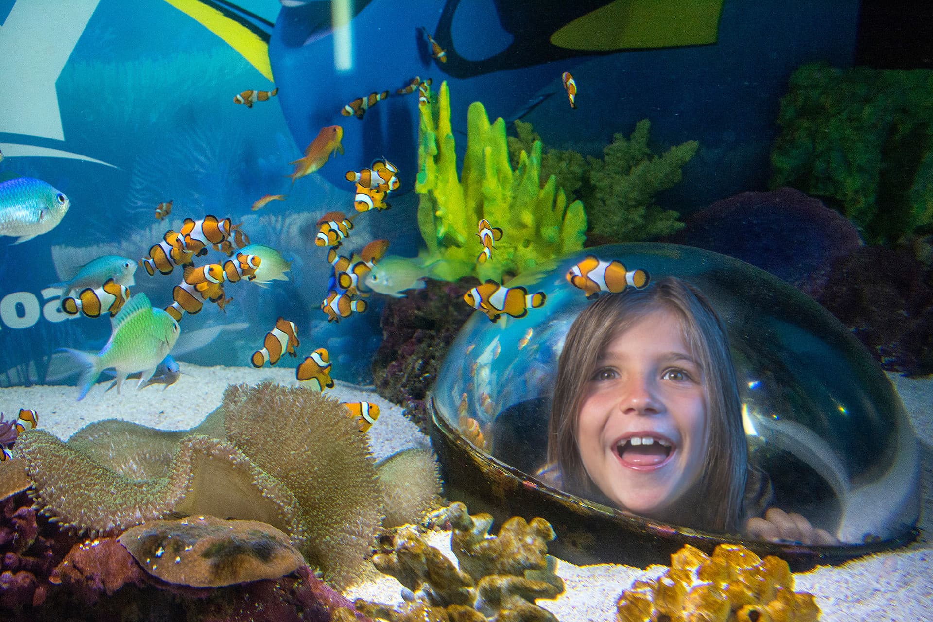 SEA LIFE Sunshine Coast Aquarium Direct Entry Ticket - تصویر 4