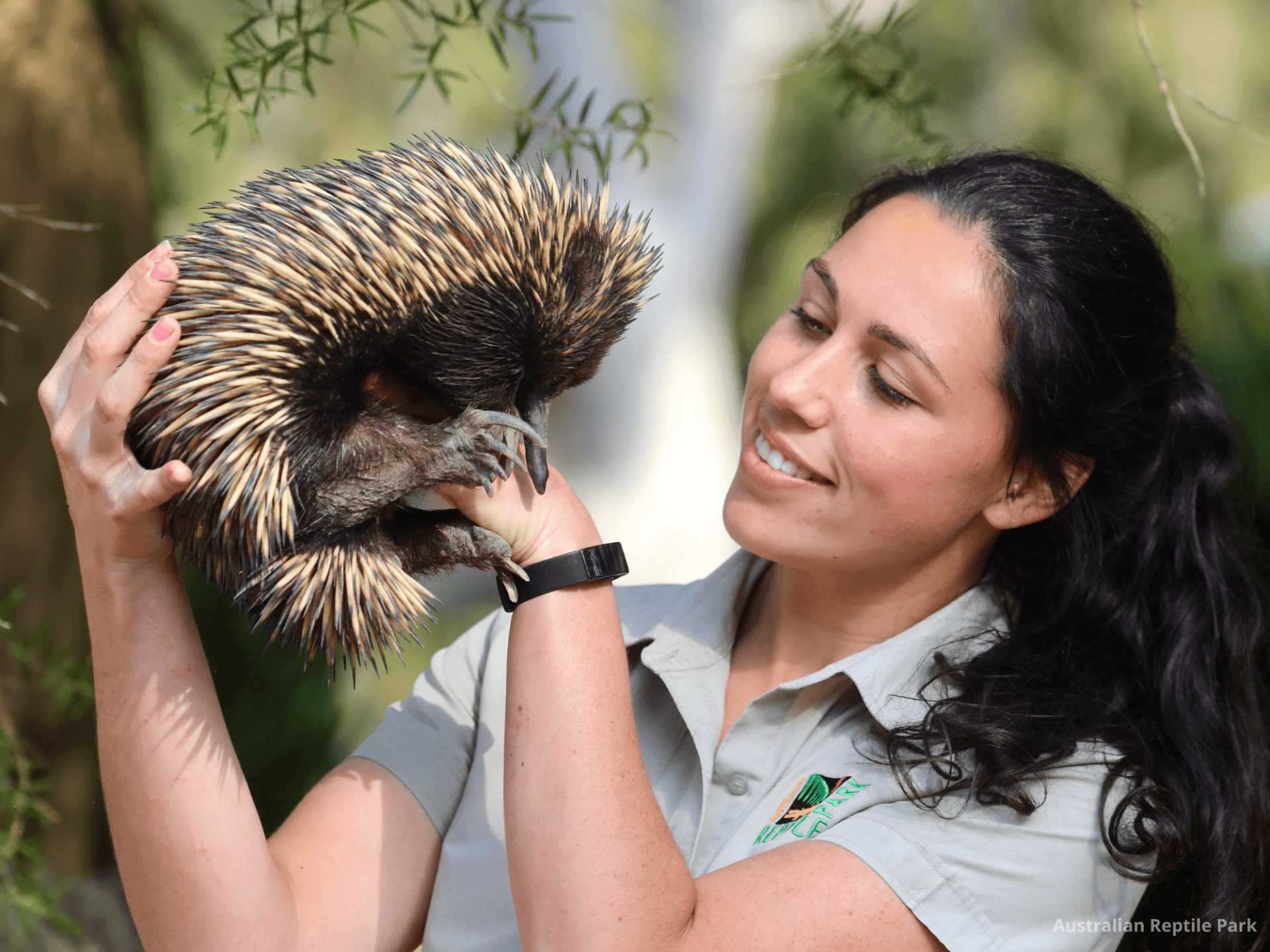 Australian Reptile Park - تصویر 7