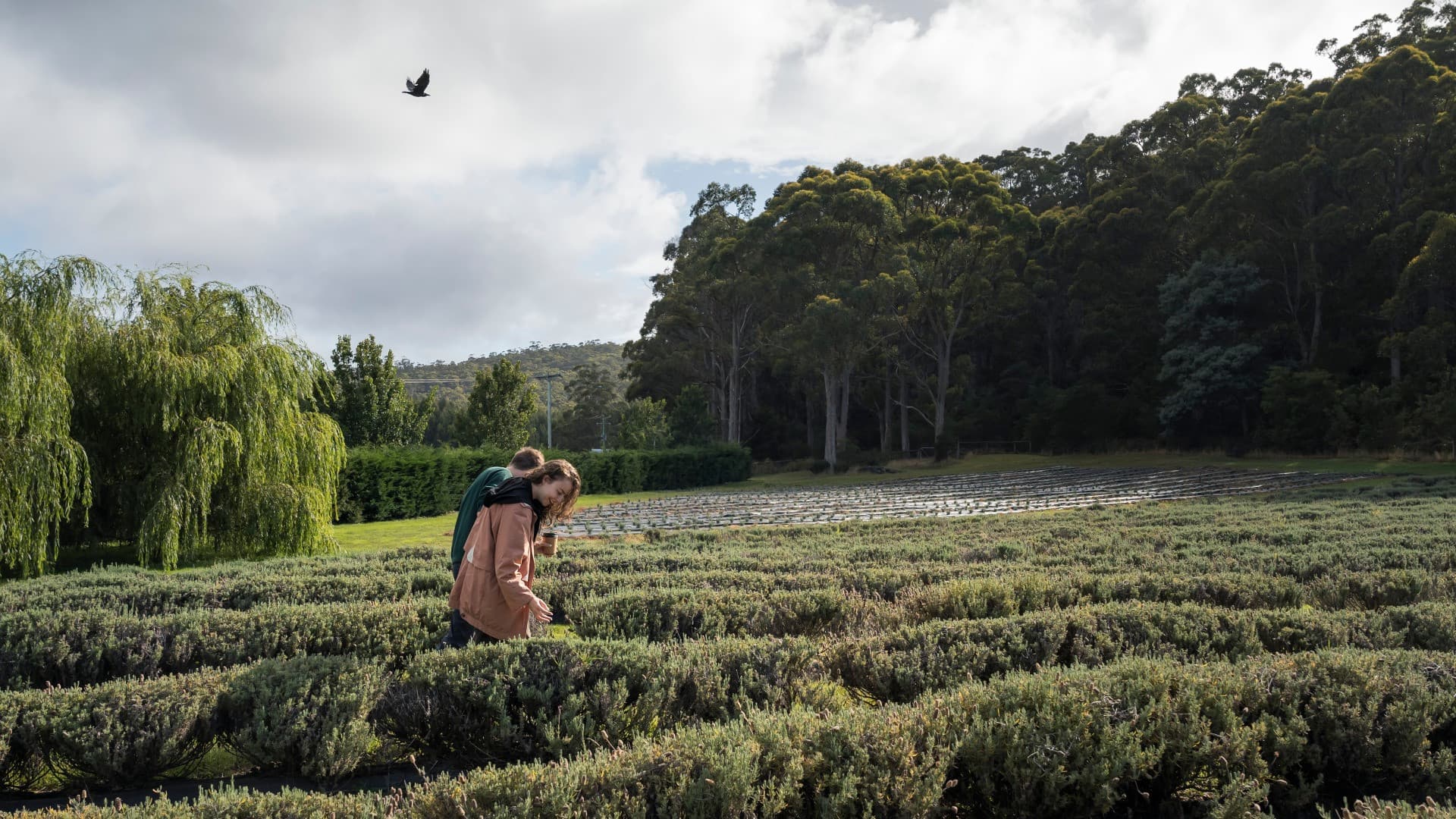 Port Arthur Historic Site & Tasman Peninsula Tour from Hobart - تصویر 4