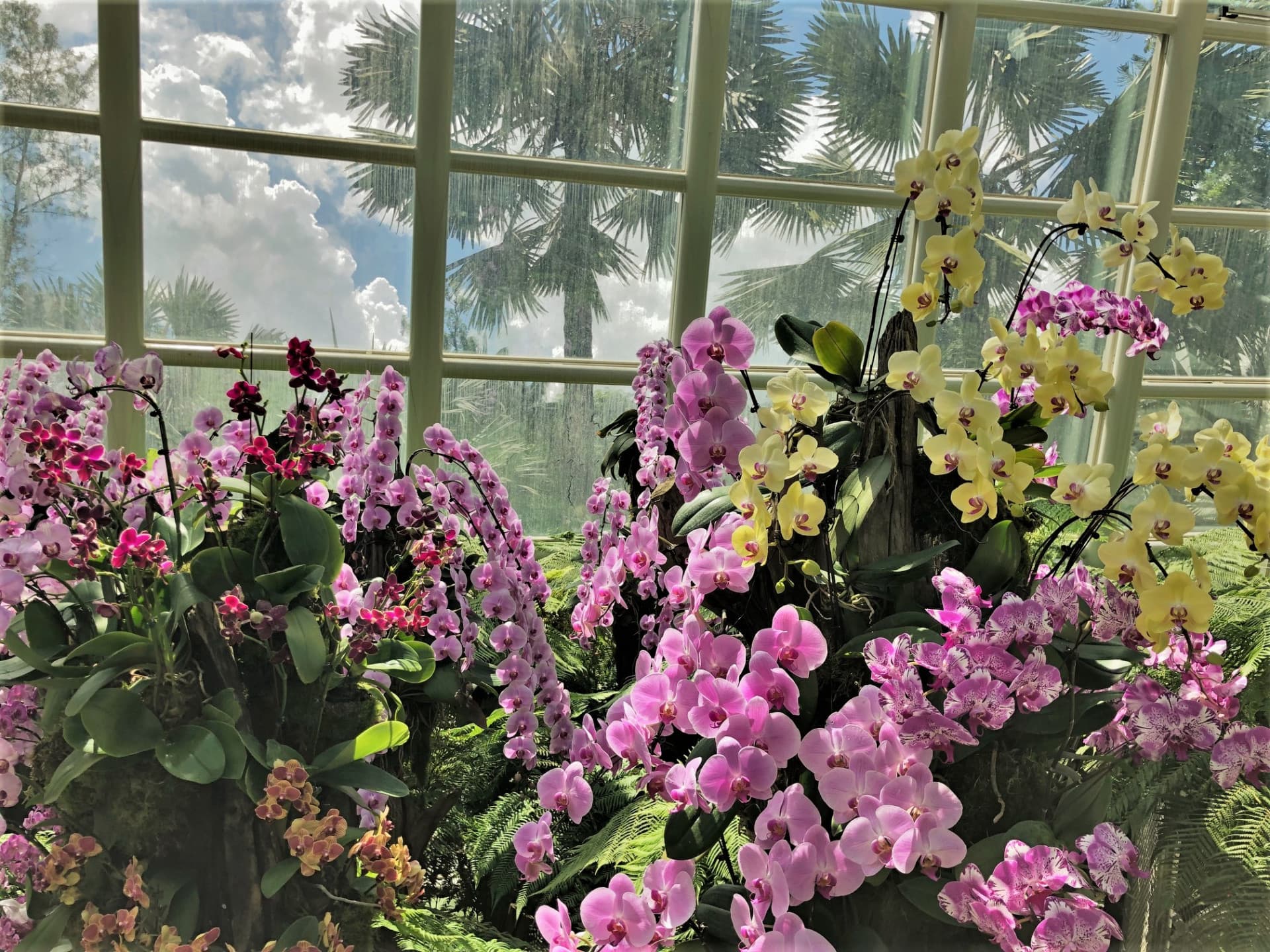 National Orchid Garden Ticket - تصویر 14