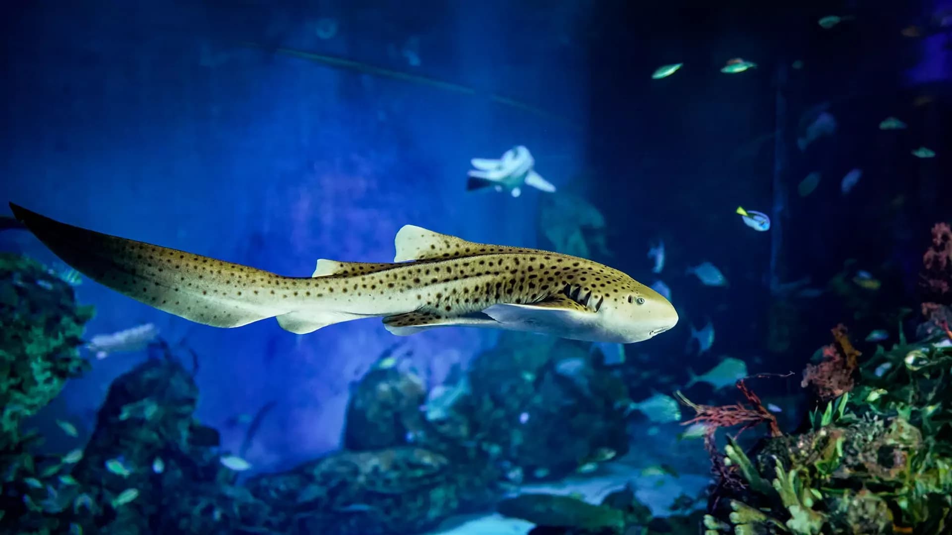 Marine Safari Bali Ticket - تصویر 8