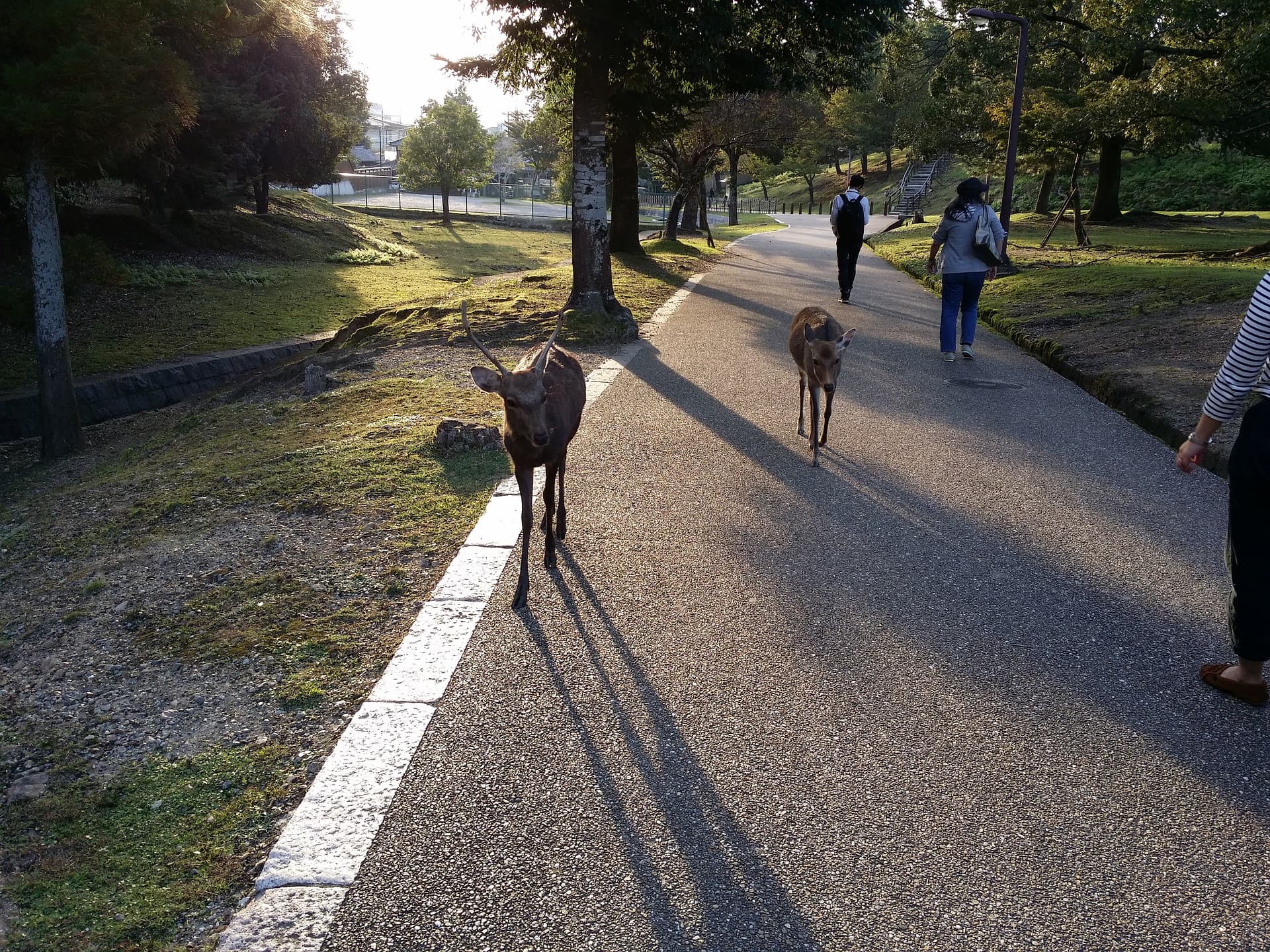 Kyoto and Nara Tour from Osaka - تصویر 9