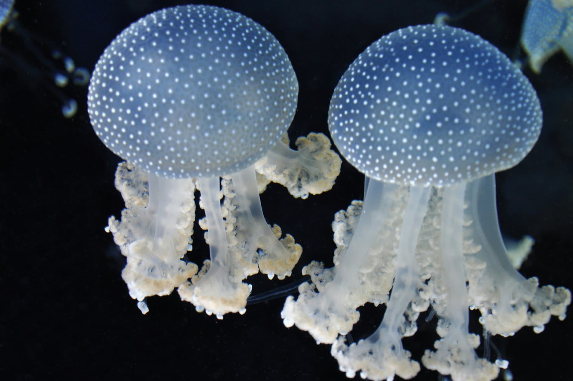 Gardaland SEA LIFE Aquarium Ticket - تصویر 7