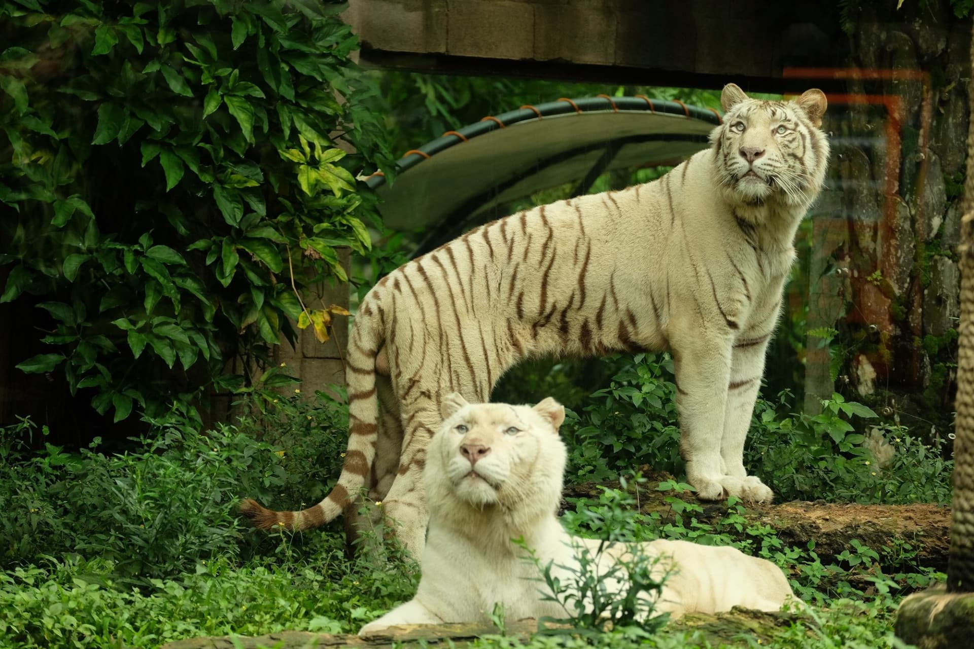 Bali Safari Park Ticket - تصویر 3