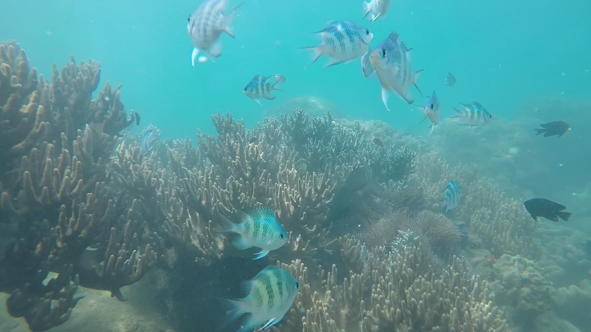 Cham Islands Underwater Walking and Snorkelling Half-Day Tour from Da Nang - تصویر 9