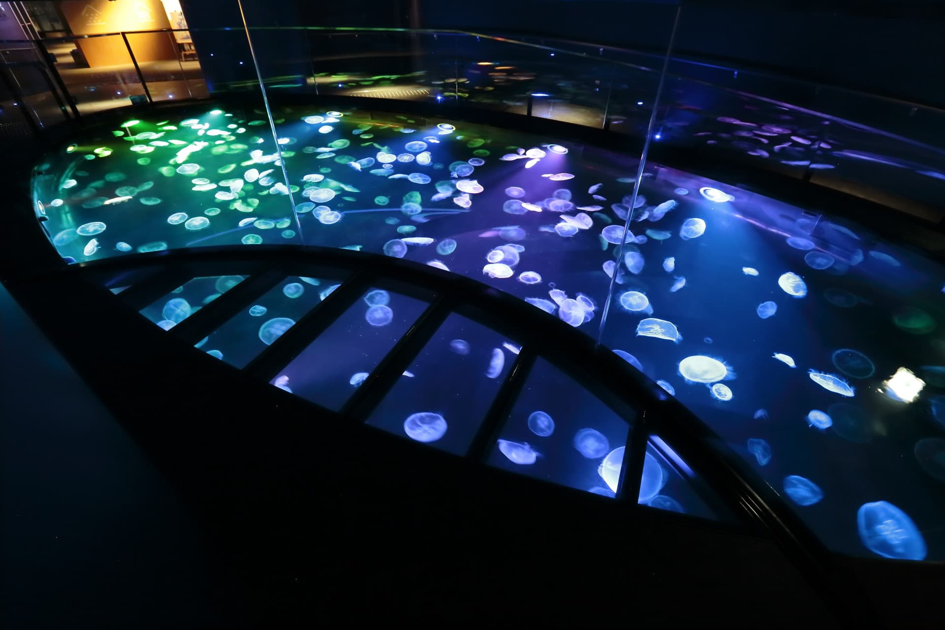 COMBO: Tokyo Skytree + Sumida Aquarium - تصویر 6