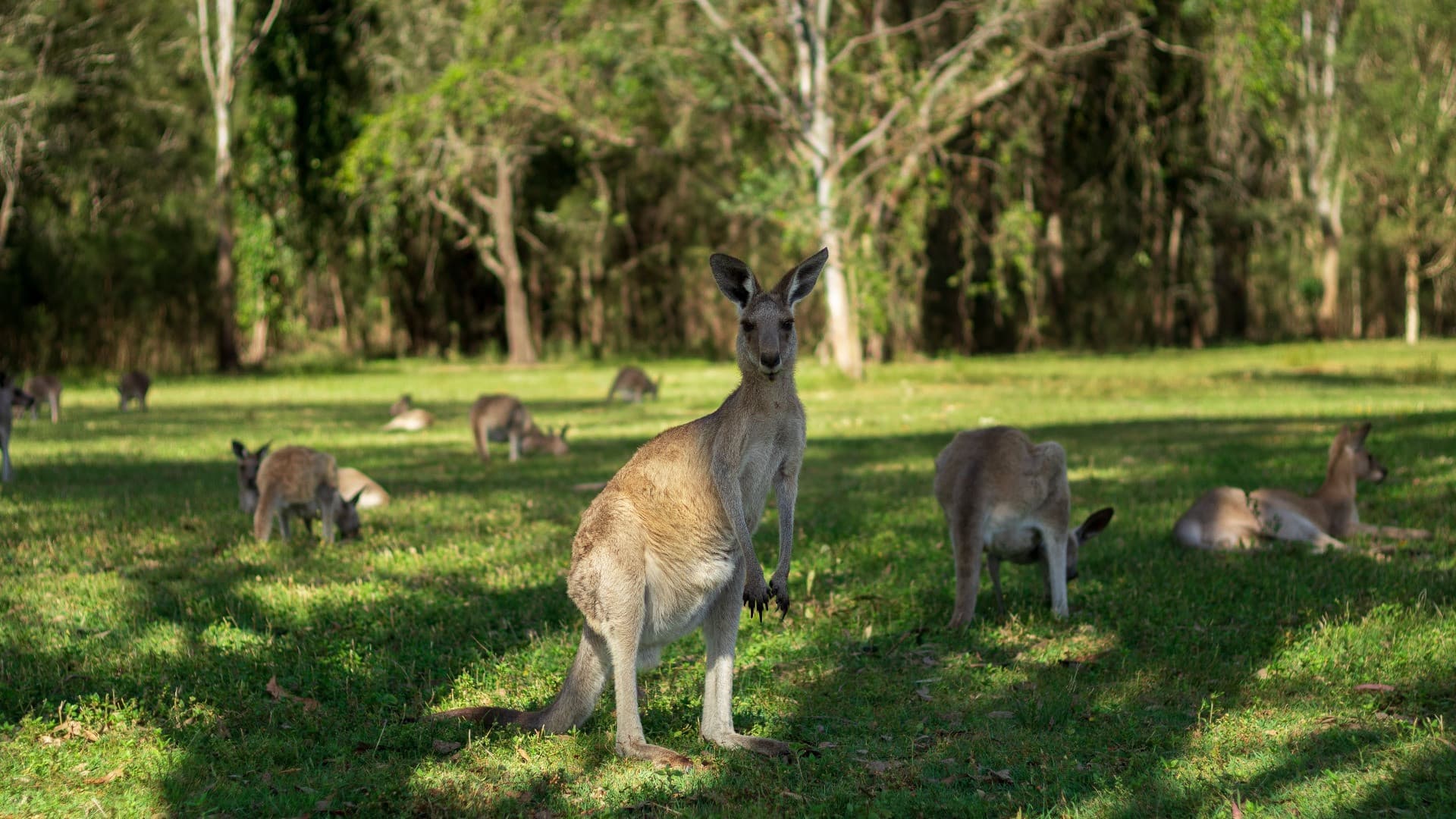 Kangaroos and Koalas Tour with Morning Tea from Gold Coast - تصویر 9